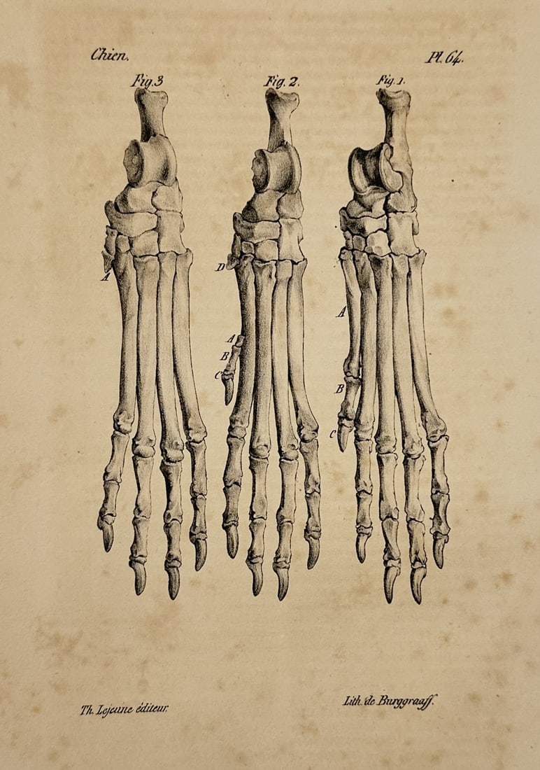 Georges-Louis Leclerc, Comte de Buffon – Studies of the Anatomy of a Dog's Foot – Lithograph: This illustration presents a detailed anatomical study of the skeletal structure of a dog's foot, showing three distinct views of the metacarpal and phalangeal bones. The plate serves as a precise sci