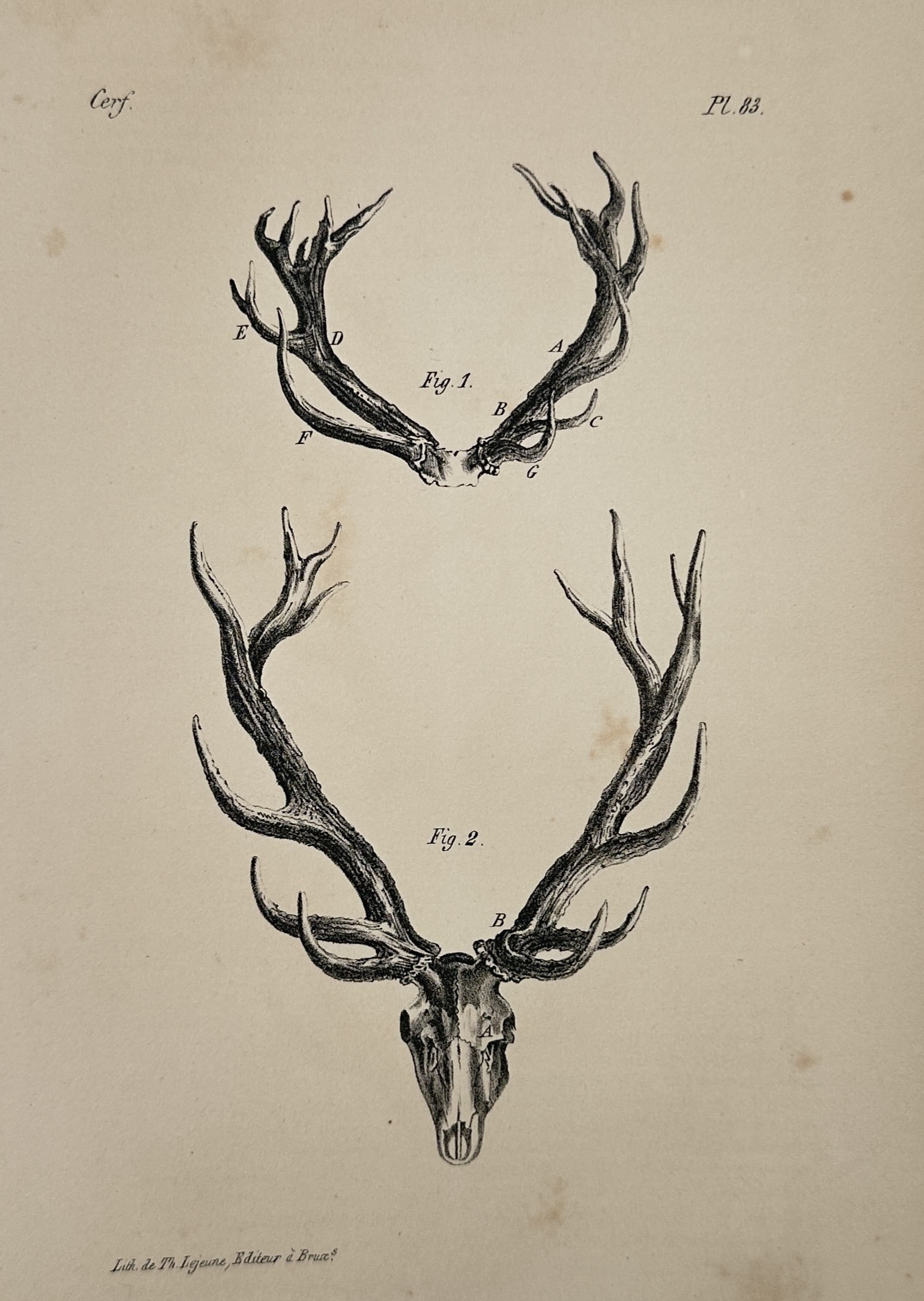 Georges-Louis Leclerc, Comte de Buffon – Antlers and Cranium of a Deer – Lithograph (1833) (1 of 2)