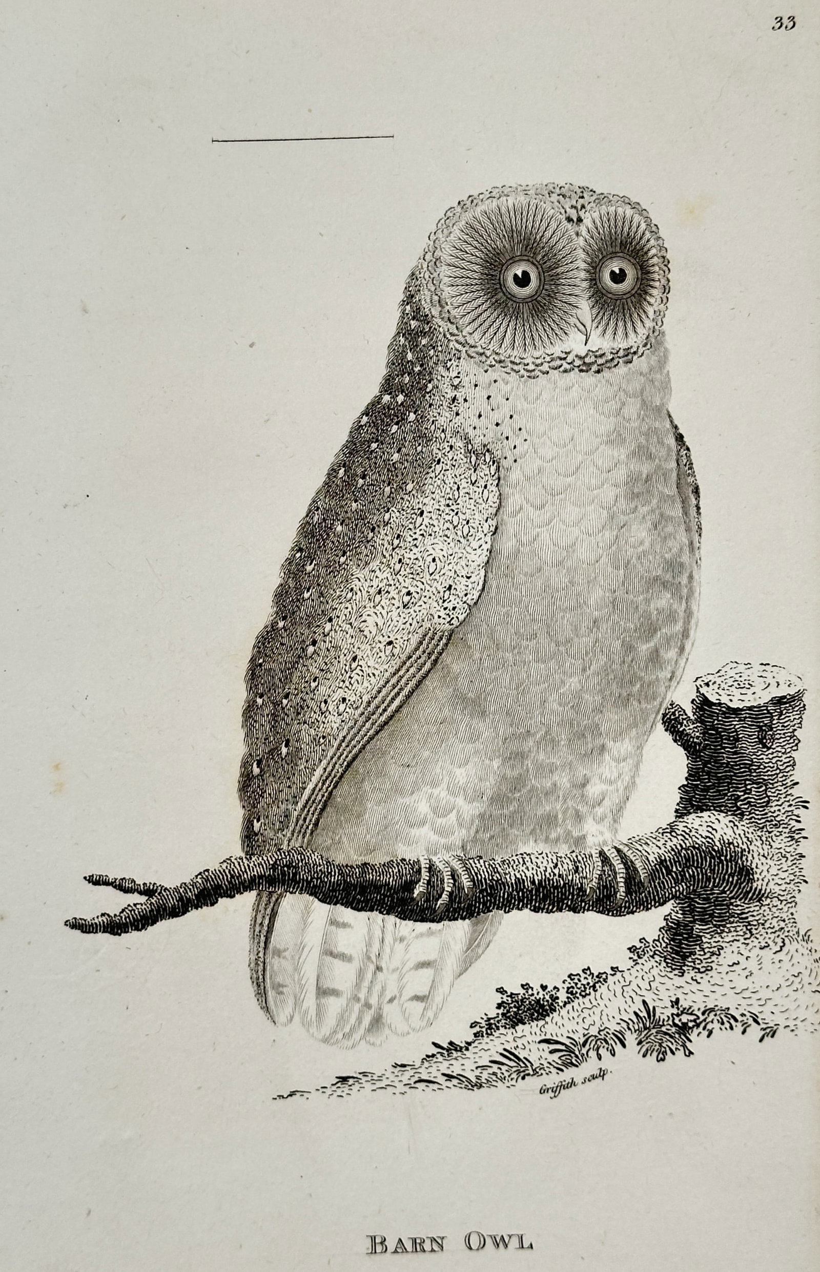 George Shaw (1751–1813) – Barn Owl – Engraving (1800) (1 of 2)