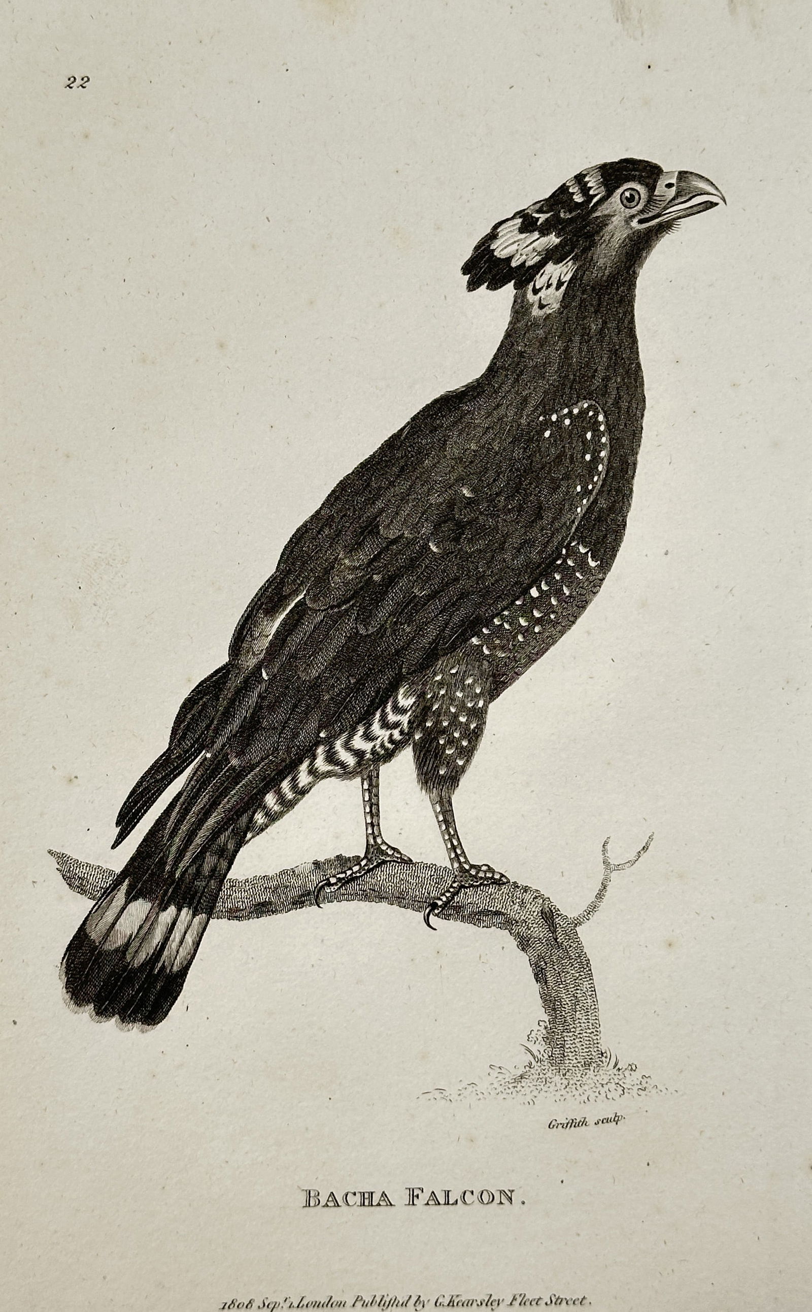 George Shaw (1751–1813) – Bacha Falcon – Engraving (1808): This engraving depicts a bacha falcon, known for its distinctive crested head and speckled underparts, standing in profile on a branch. The illustration was produced for General Zoology, or Systematic