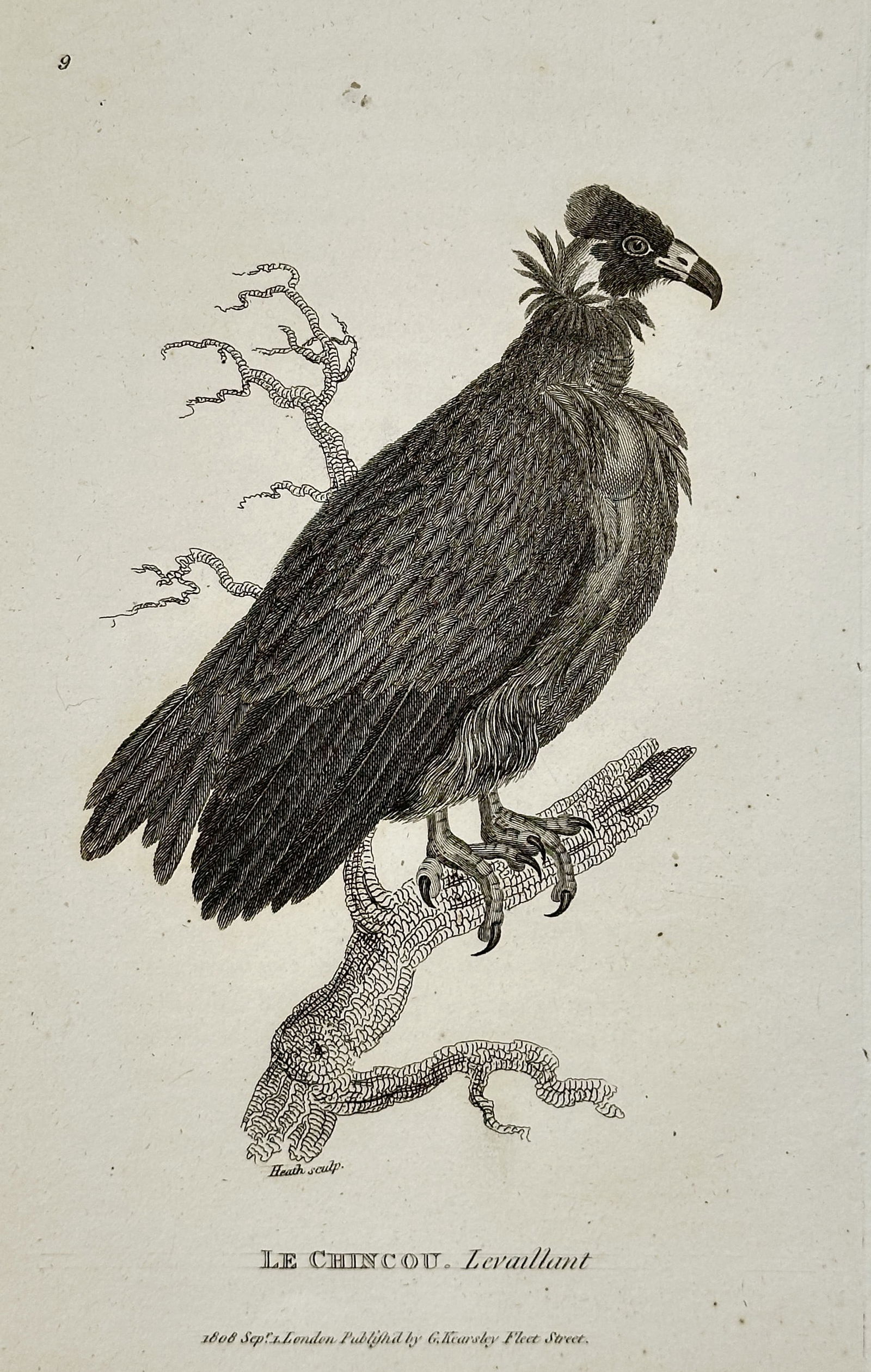 George Shaw (1751–1813) – Le Chincou – Engraving (1808): This engraving depicts the bird known as Le Chincou, a type of vulture, perched on a barren branch against a plain background. The work emphasizes the bird's textured plumage and the characteristic ru