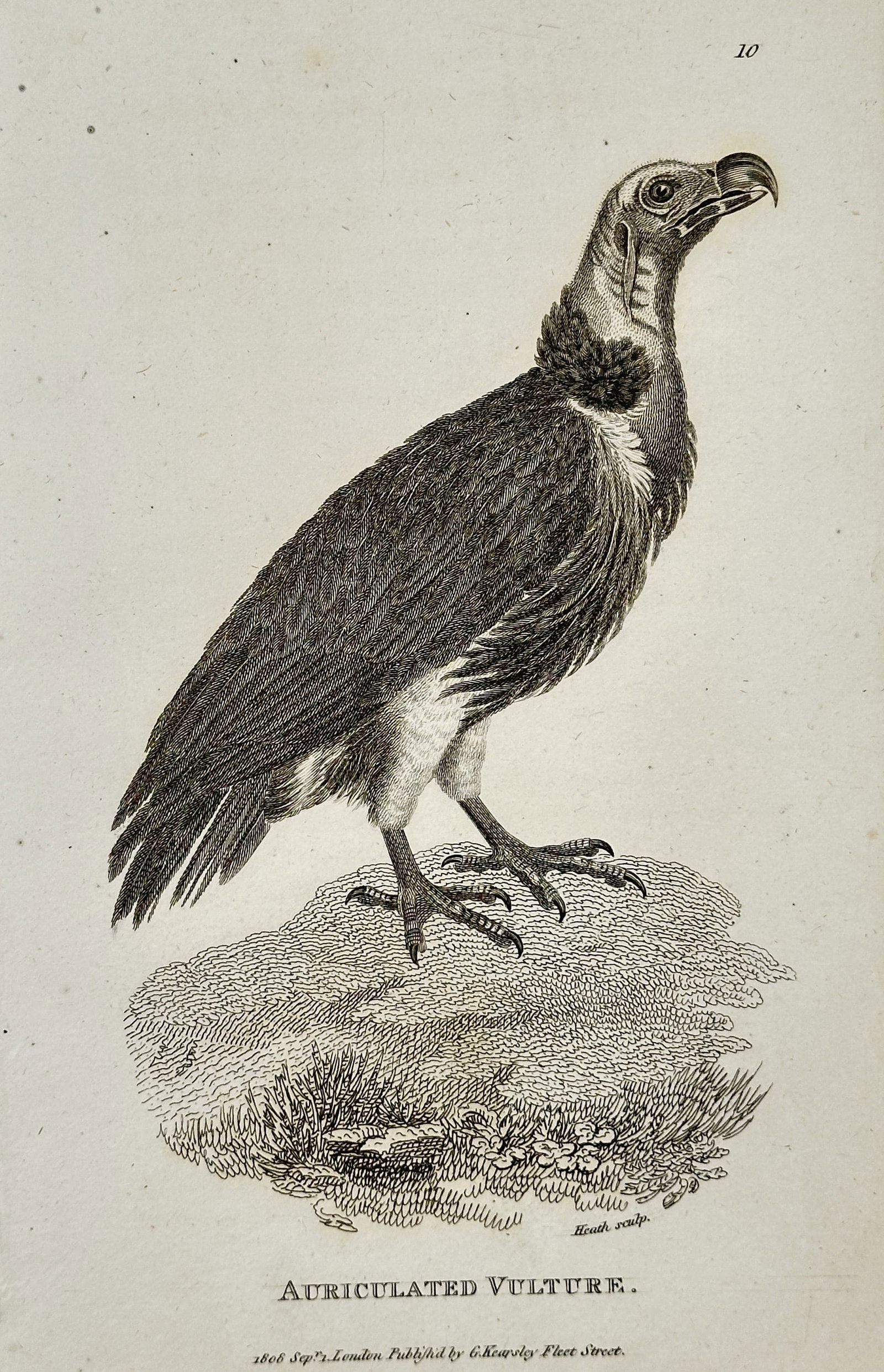 George Shaw (1751–1813) – Auriculated Vulture – Engraving (1808): This engraving depicts an auriculated vulture, characterized by its powerful beak and the unique skin folds or lappets near its ears that give the species its name. The bird is shown standing on a gra