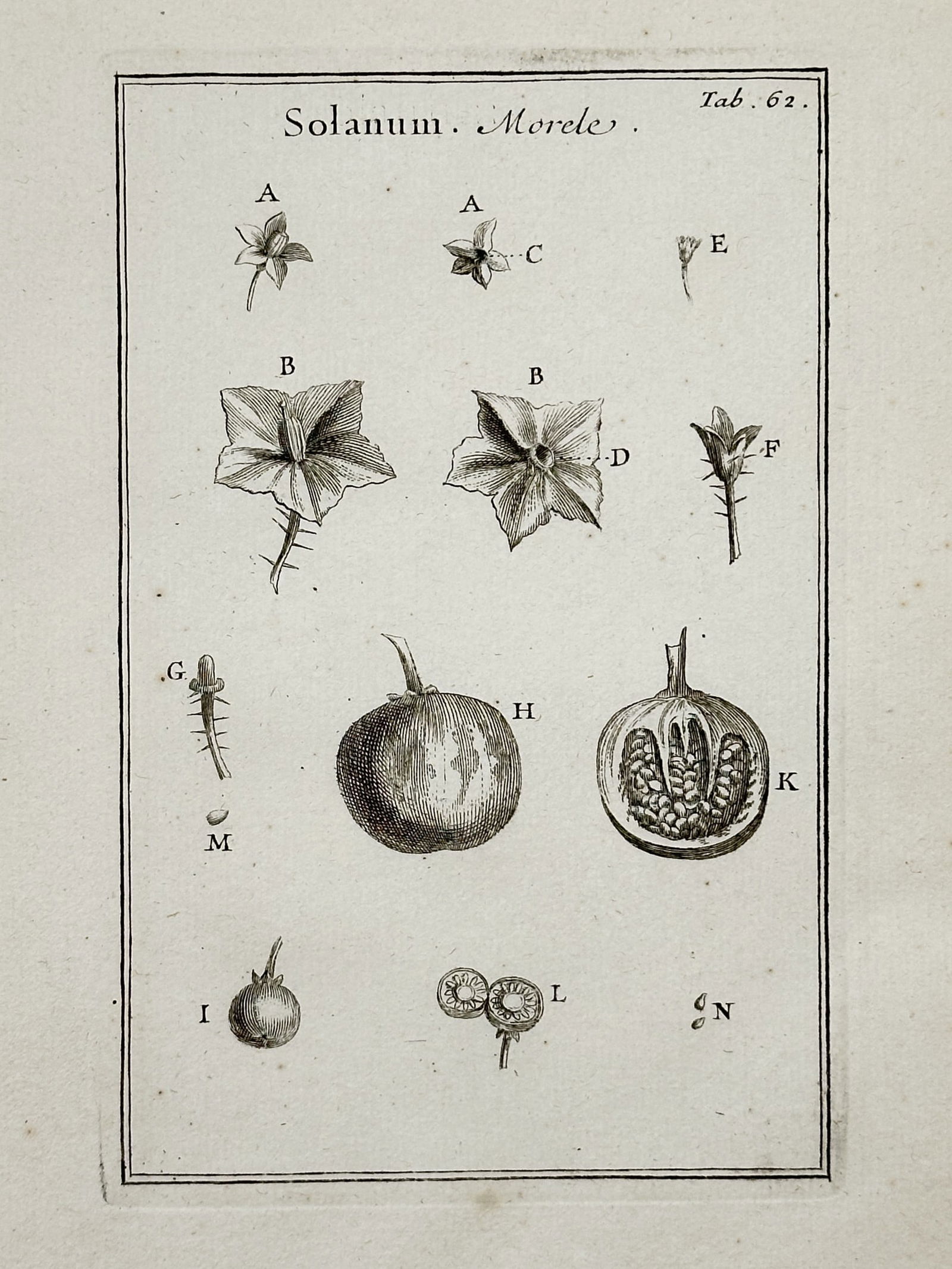 Joseph Pitton de Tournefort (1656–1708) – Solanum Morele – Engraving (1719) (1 of 2)