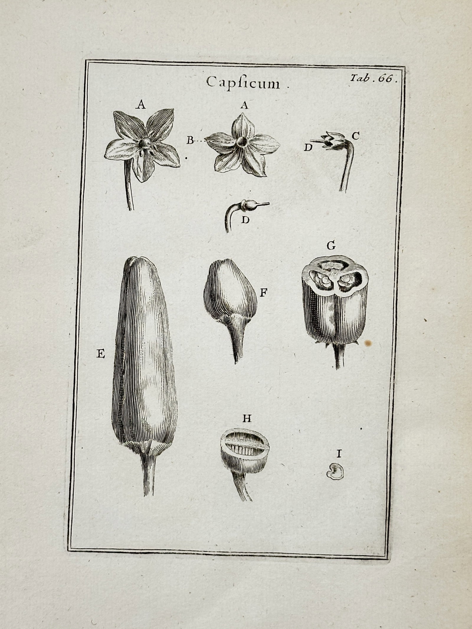 Joseph Pitton de Tournefort (1656–1708) – Capsicum – Engraving (1719): This botanical print presents a detailed analytical study of the Capsicum plant, featuring several floral components and fruit structures. The illustration displays various stages of the blossom and m