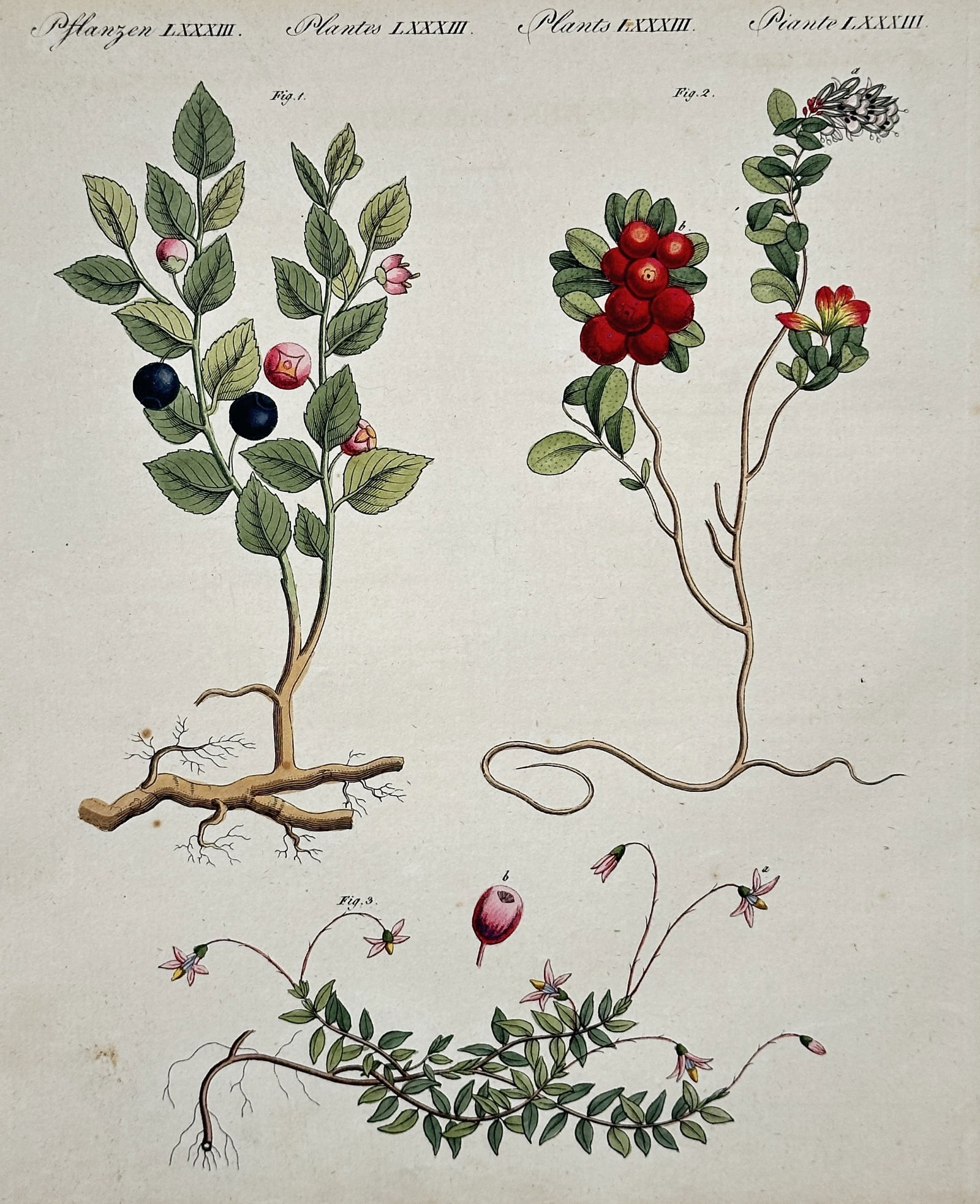 Friedrich Justin Bertuch (1747–1822) – Bilberry, Red Whortleberry, and Cranberry (1 of 2)