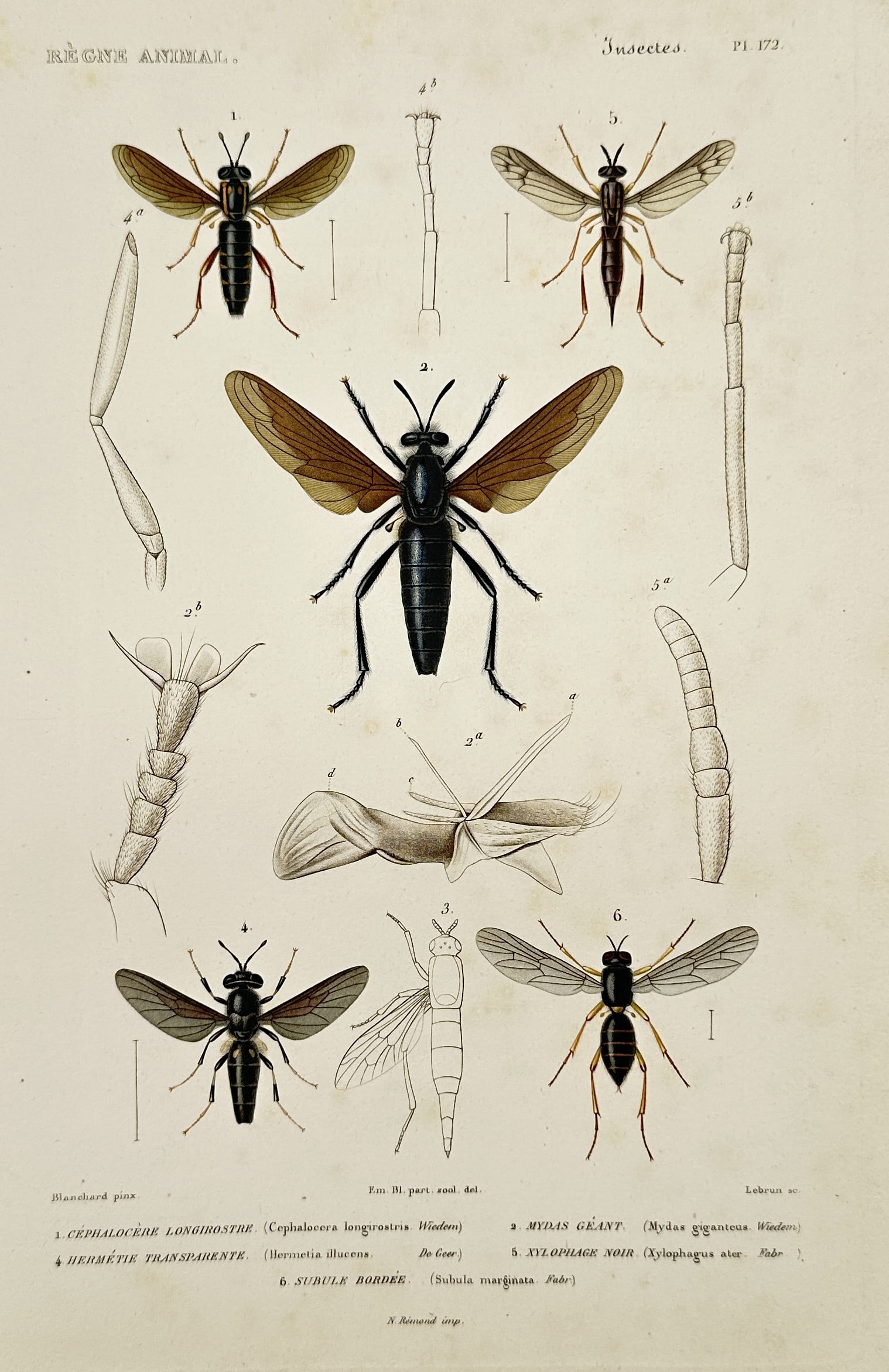 Georges Cuvier (1769–1832) – Giant Mydas Fly and Wasp Flies – Hand-colored engraving (1817): This hand-colored print presents a scientific study of various large insect species, prominently featuring a central illustration of a giant mydas fly. The surrounding subjects include several types o