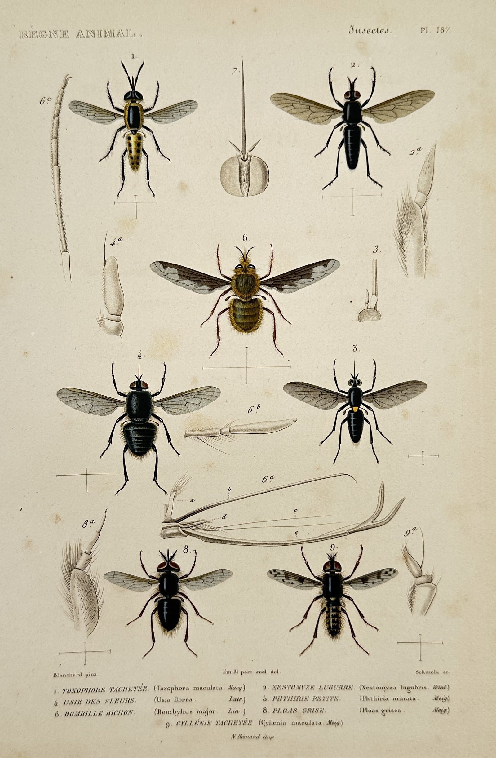 Georges Cuvier (1769–1832) – Spotted Bee Fly and Hairy Bee Fly – Hand-colored engraving (1817): This hand-colored print presents a scientific study of several species of bee flies and related dipterous insects, prominently featuring a central illustration of a large hairy bee fly. The surroundin