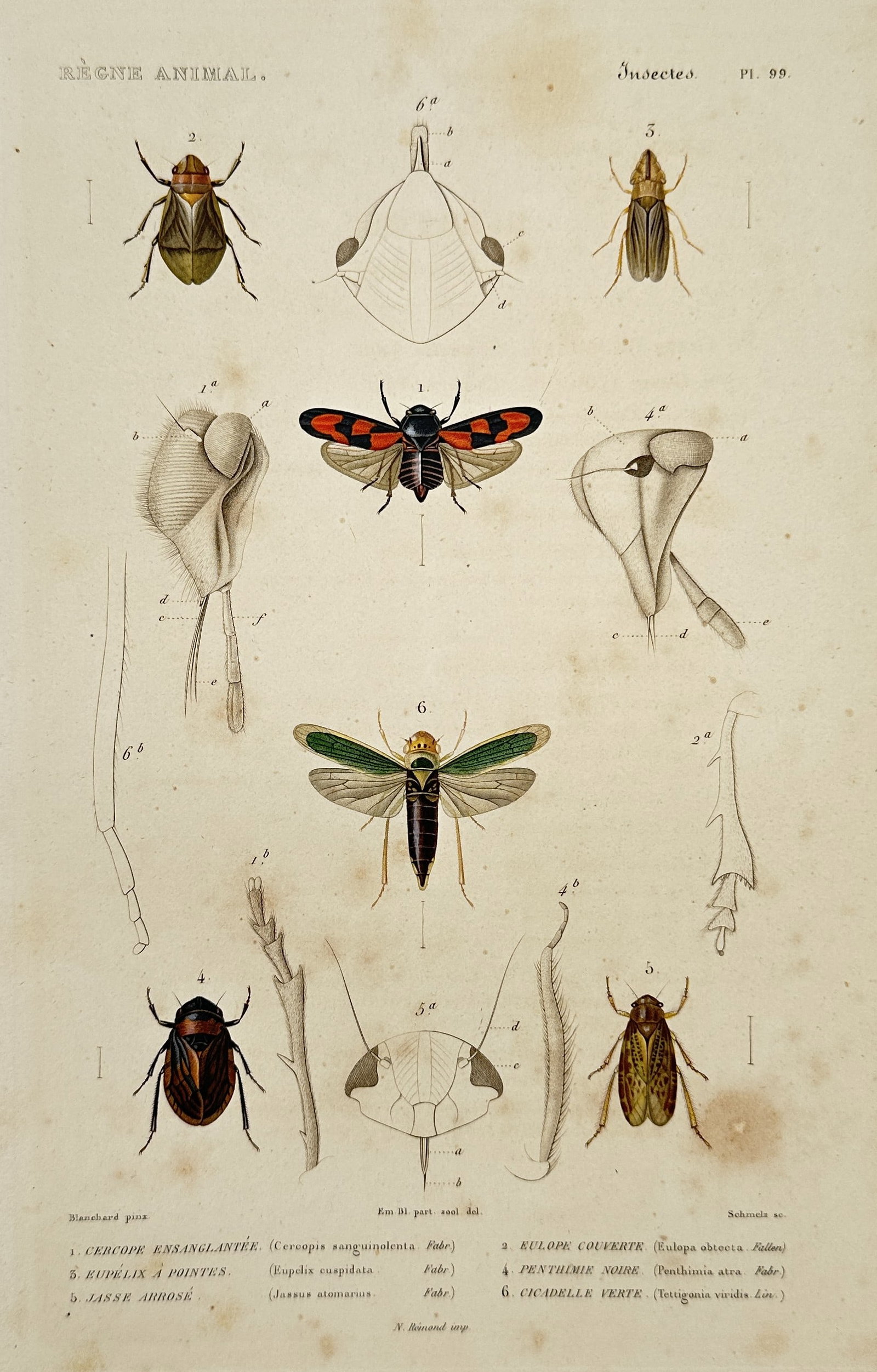 Georges Cuvier (1769–1832) – Froghoppers and Leafhoppers – Hand-colored engraving (1817): This hand-colored print presents a scientific study of several species of hemipterous insects, prominently featuring a central illustration of a red-and-black froghopper and a green leafhopper. The su