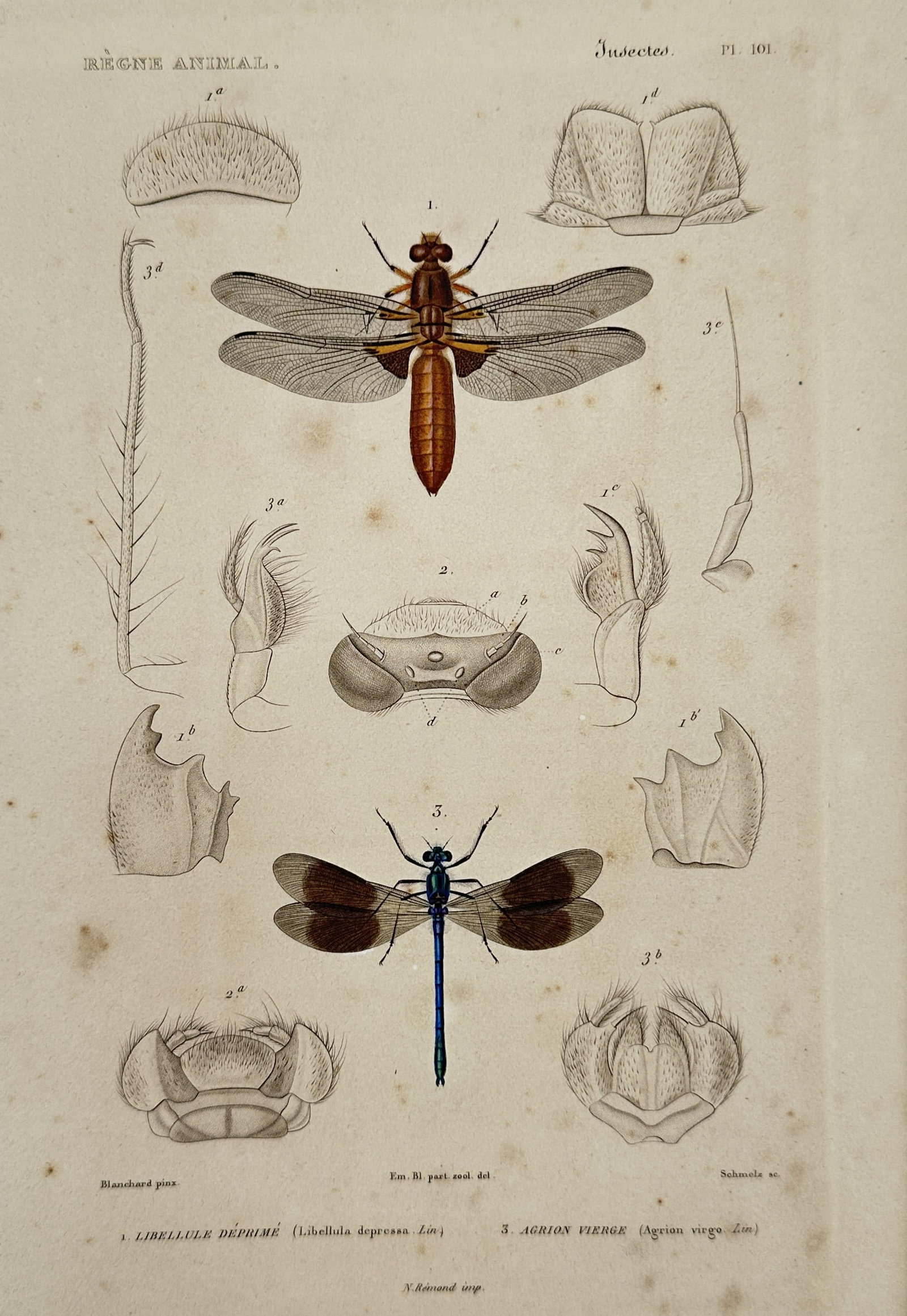 Georges Cuvier (1769–1832) – Broad-bodied Chaser and Beautiful Demoiselle – Hand-colored: This hand-colored print presents a scientific study of two distinct dragonfly species, featuring a broad-bodied chaser with its wide brown abdomen at the top and a male beautiful demoiselle with its c