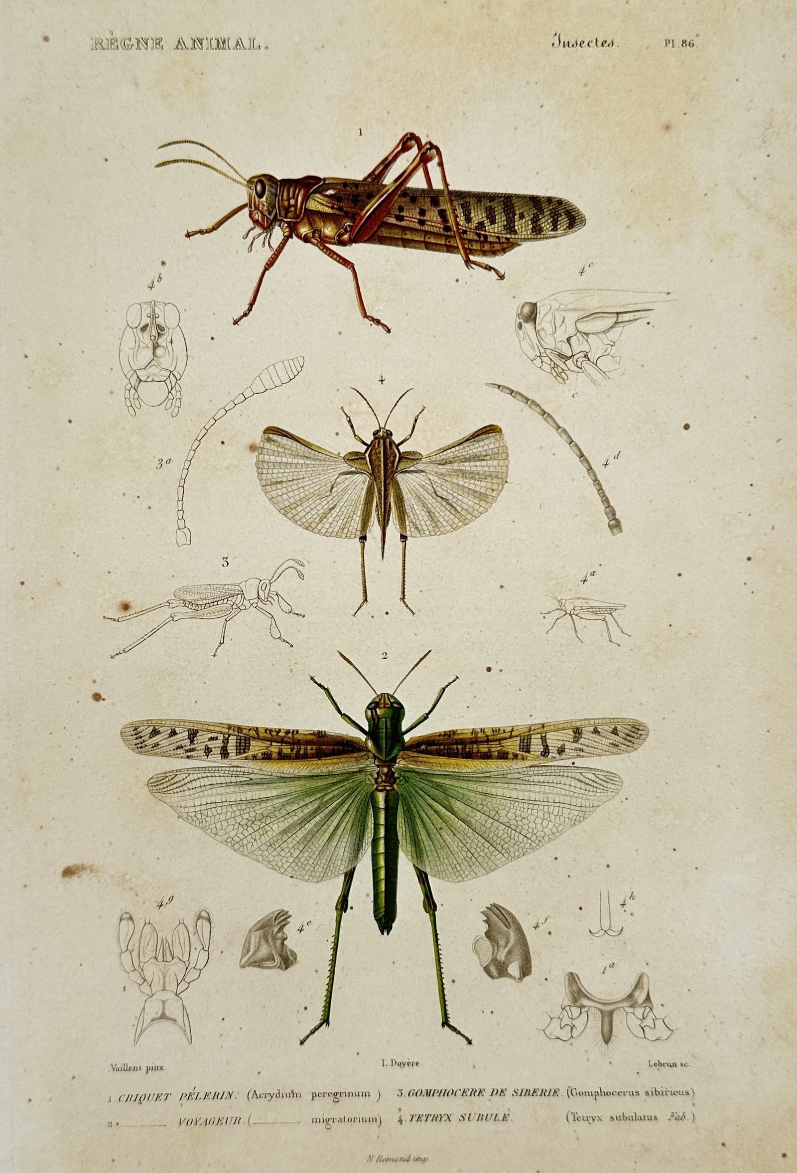 Georges Cuvier (1769–1832) – Migratory Locust and Grasshoppers – Hand-colored engraving (1817): This hand-colored print presents a scientific study of three distinct orthopterous insects, featuring a profile view of a migratory locust at the top and a larger green grasshopper with expanded wings