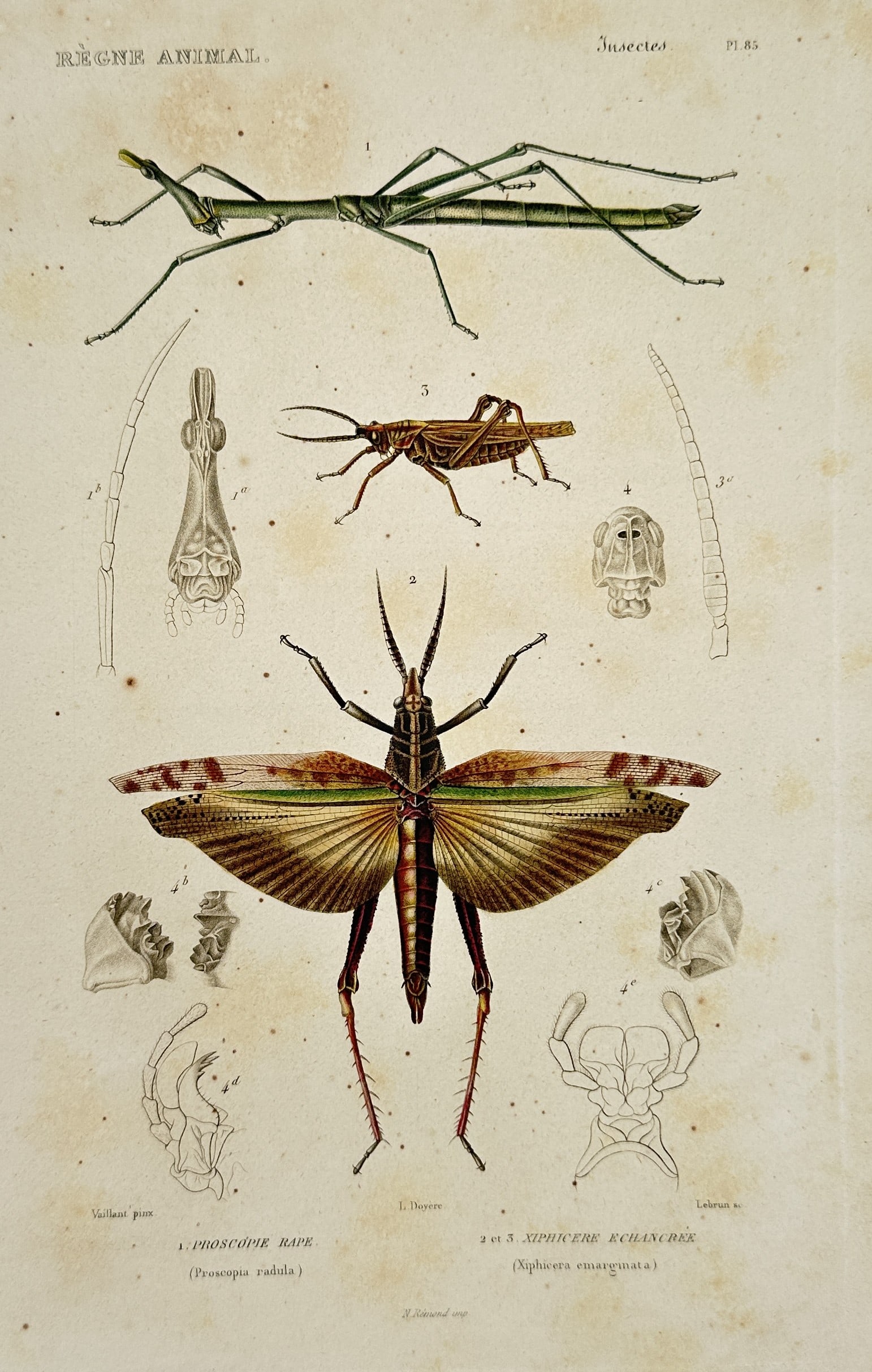 Georges Cuvier (1769–1832) – Stick Insect and Grasshoppers – Hand-colored engraving (1817) (1 of 2)