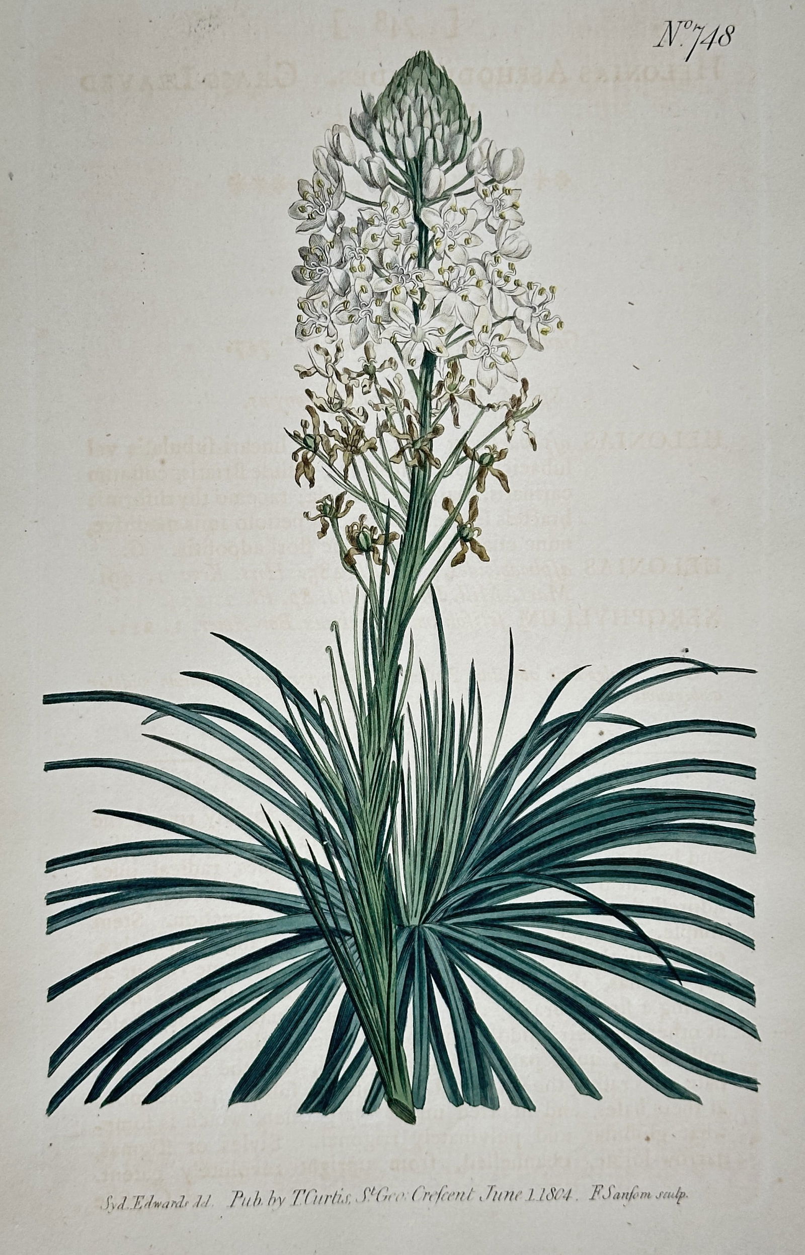 Sydenham Edwards (1768–1819) – Bear Grass – Hand-colored engraving (1804) (1 of 2)