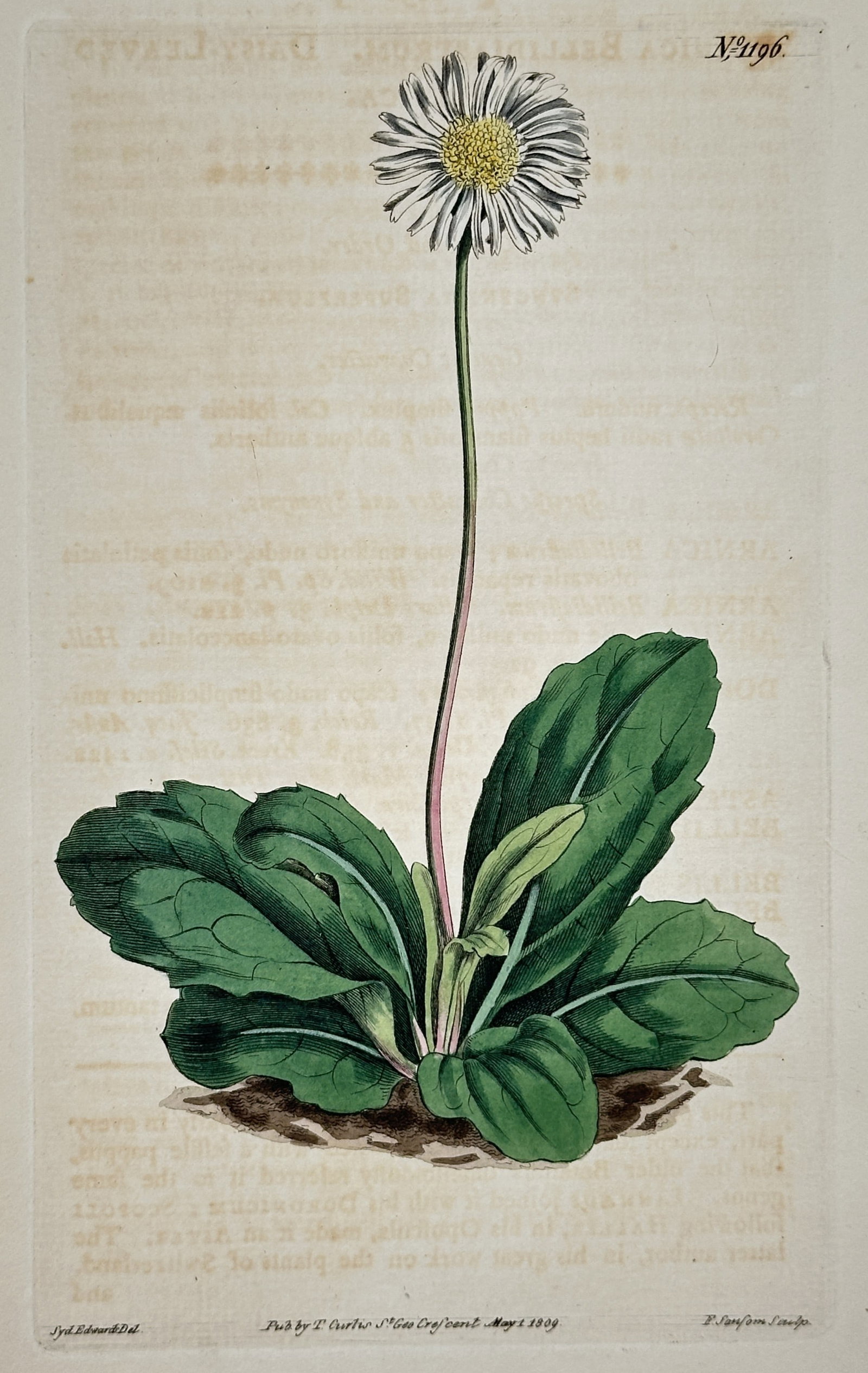 Sydenham Edwards (1768–1819) – Daisy-Leaved Bellium – Hand-colored engraving (1809) (1 of 2)