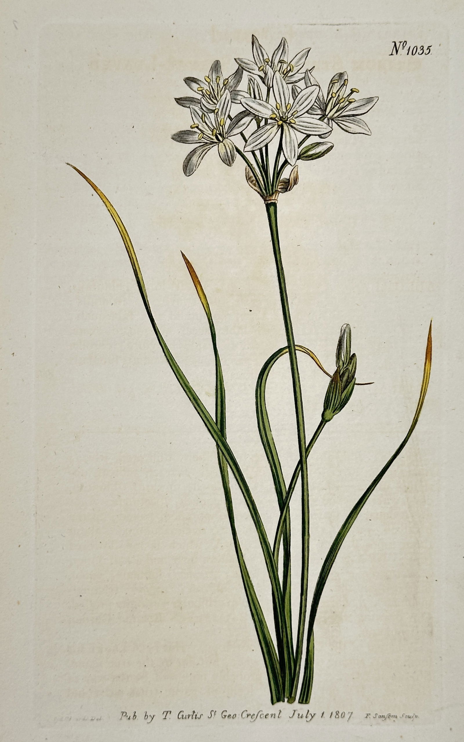Sydenham Edwards (1768–1819) – White Star-Flower – Hand-colored engraving (1807) (1 of 2)