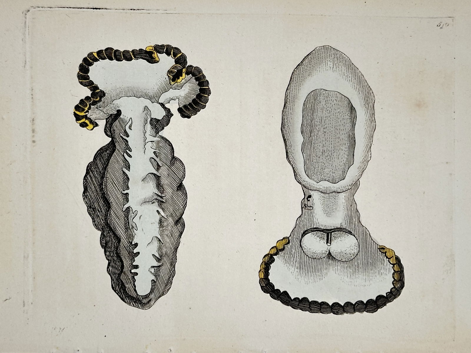Frederick Polydore Nodder – Anatomical Study of a Sea Slug – Hand-colored engraving (1794) (1 of 2)