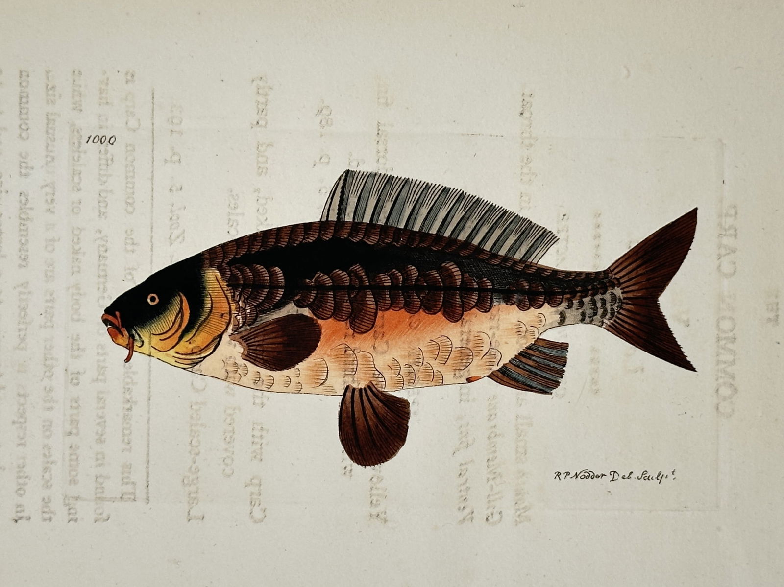 Frederick Polydore Nodder – Common Carp – Hand-colored engraving (1800) (1 of 2)