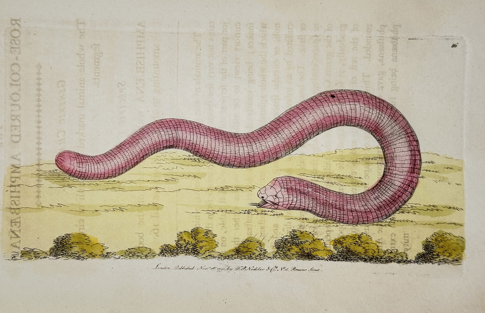 Frederick Polydore Nodder – Rose-Coloured Amphisbaena – Hand-colored engraving (1791) (1 of 2)