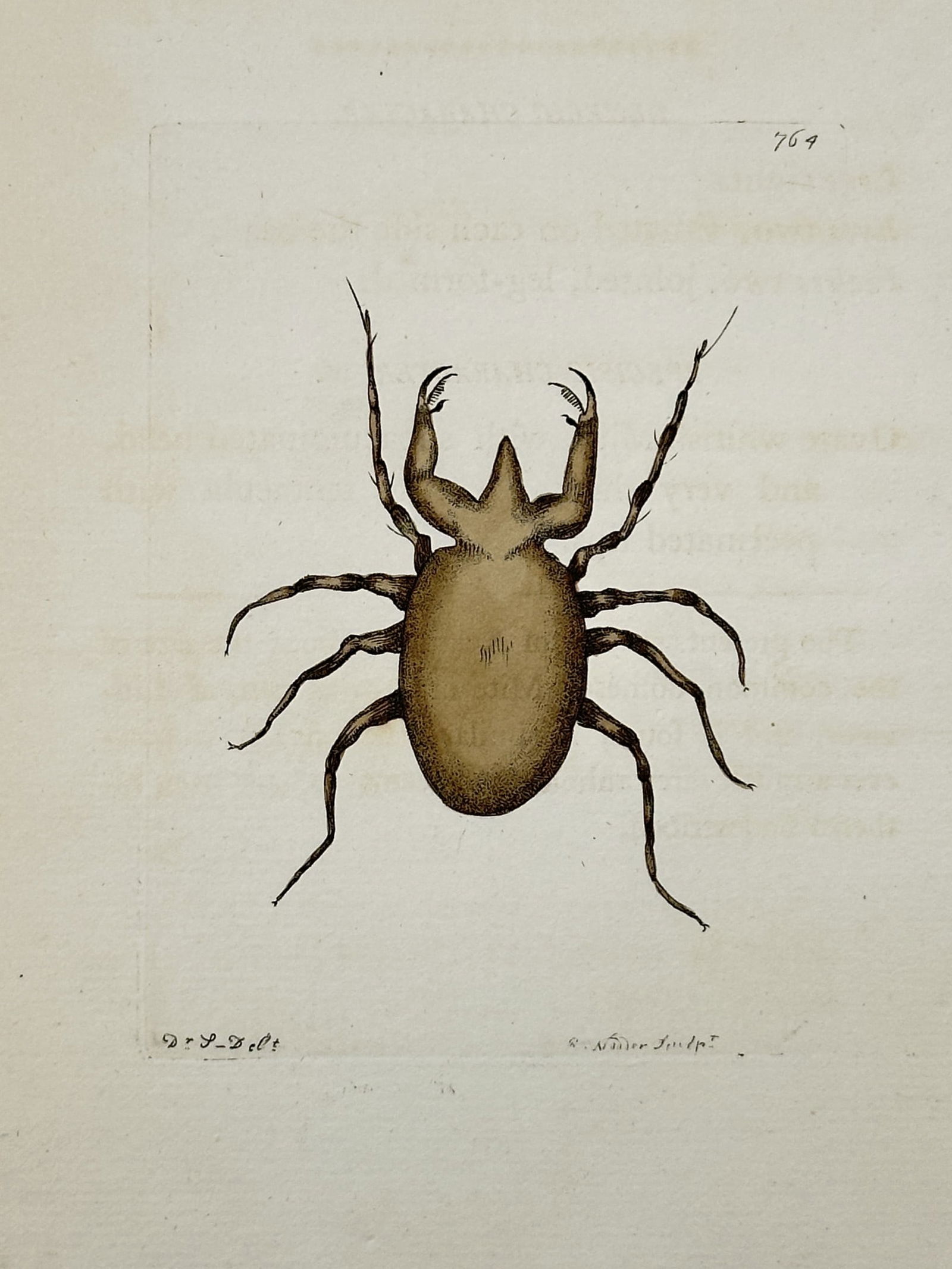 Frederick Polydore Nodder – Pectinated Mite – Hand-colored engraving (1800) (1 of 2)
