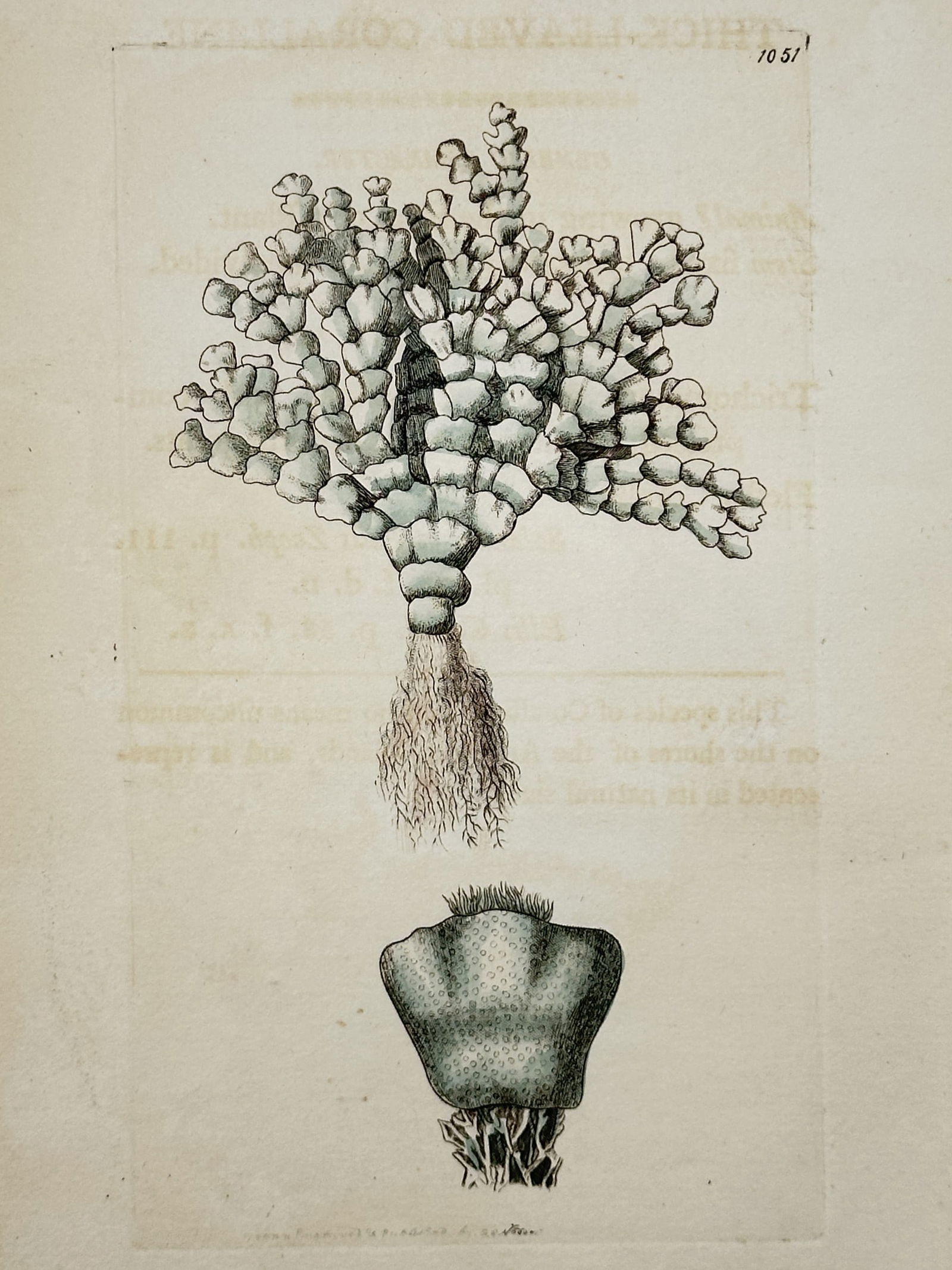 Frederick Polydore Nodder – Thick-Leaved Coralline – Hand-colored engraving (XVIII Century) (1 of 2)