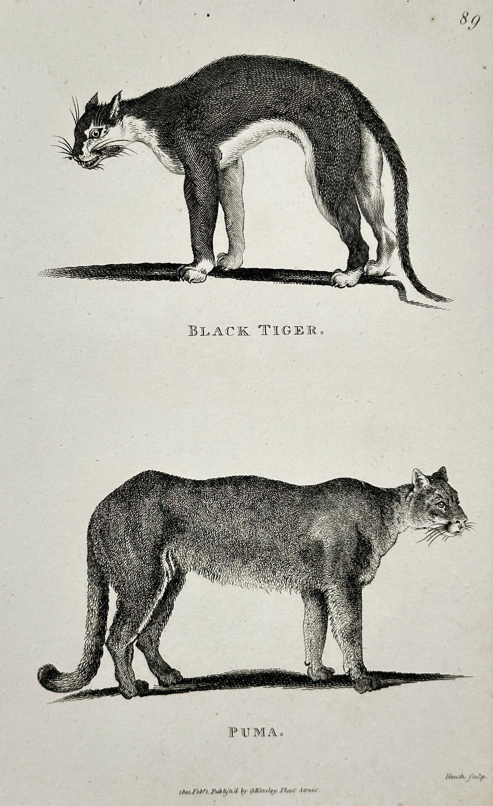 George Shaw (1751–1813) – Black Tiger and Puma – Engraving (1800): This engraving presents a zoological study of two large felines, featuring a black tiger in an arched posture above a puma standing in profile. Both animals are rendered with fine hatchwork to indicat