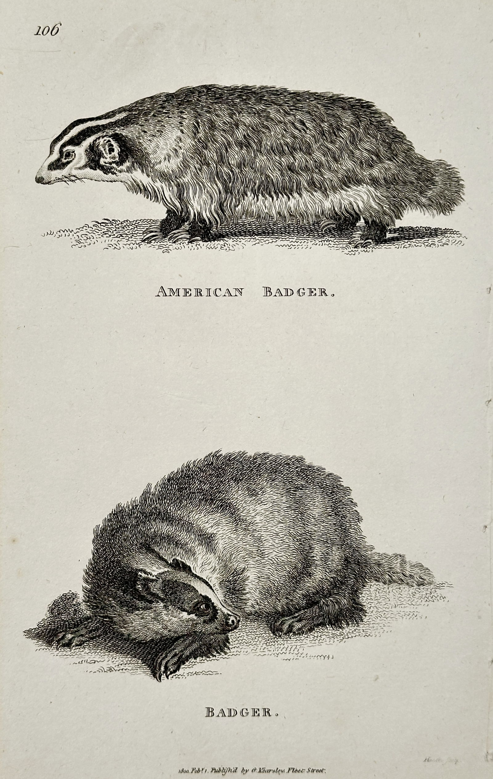 George Shaw (1751–1813) – American Badger and Badger – Engraving (1800) (1 of 2)