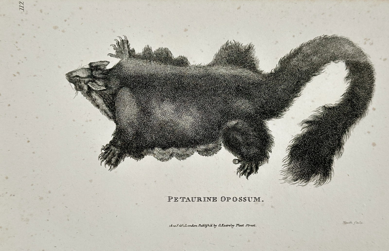 George Shaw (1751–1813) – Petaurine Opossum – Engraving (1800): This engraving presents a zoological study of a petaurine opossum, now commonly known as a sugar glider or mahogany glider, depicted in mid-glide with its patagium (gliding membrane) fully extended. T