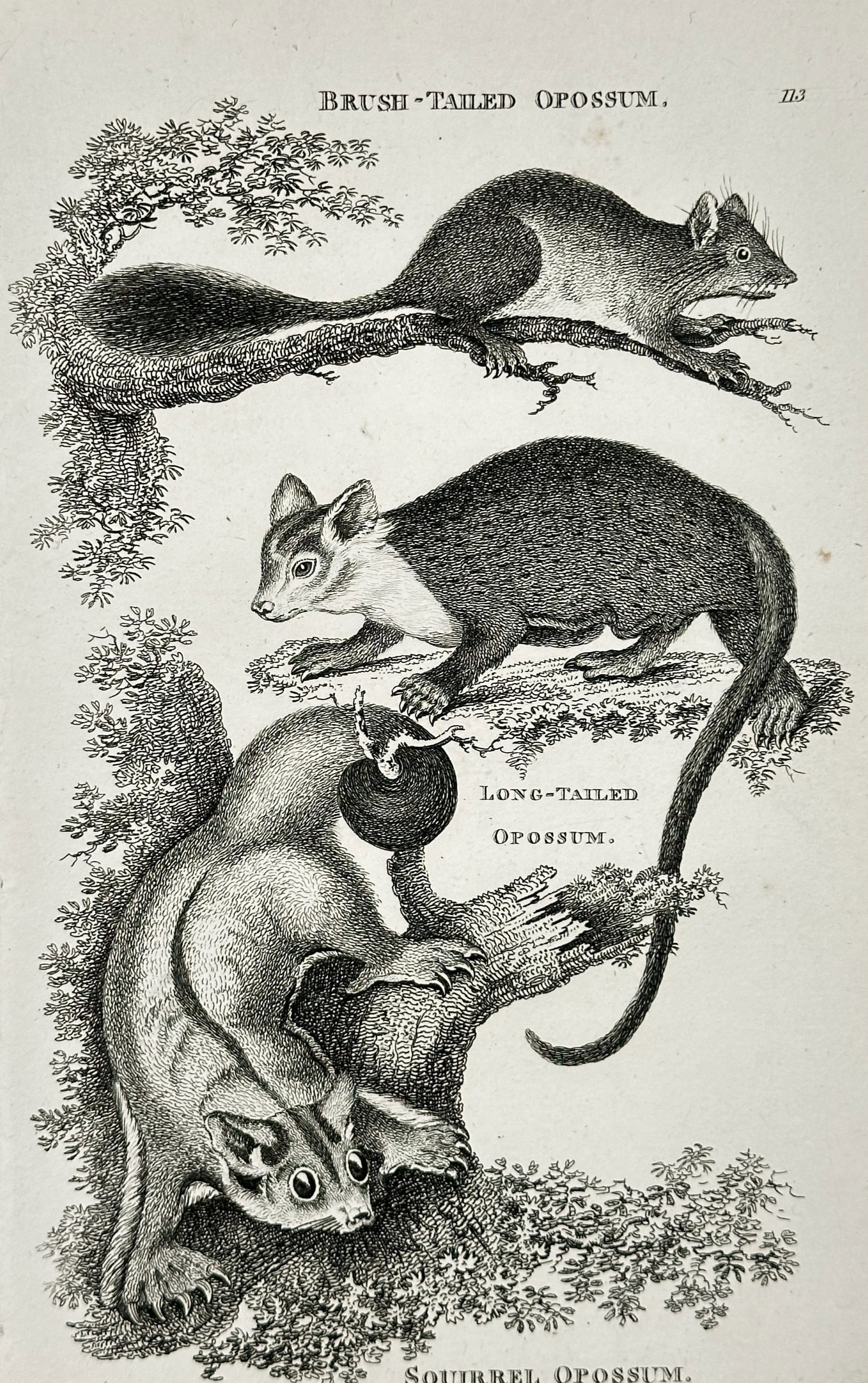 George Shaw (1751–1813) – Brush-Tailed, Long-Tailed, and Squirrel Opossum – Engraving (1800): This engraving presents a comparative zoological study of three Australasian marsupials, featuring a brush-tailed opossum at the top, a long-tailed opossum in the center, and a squirrel opossum (likel