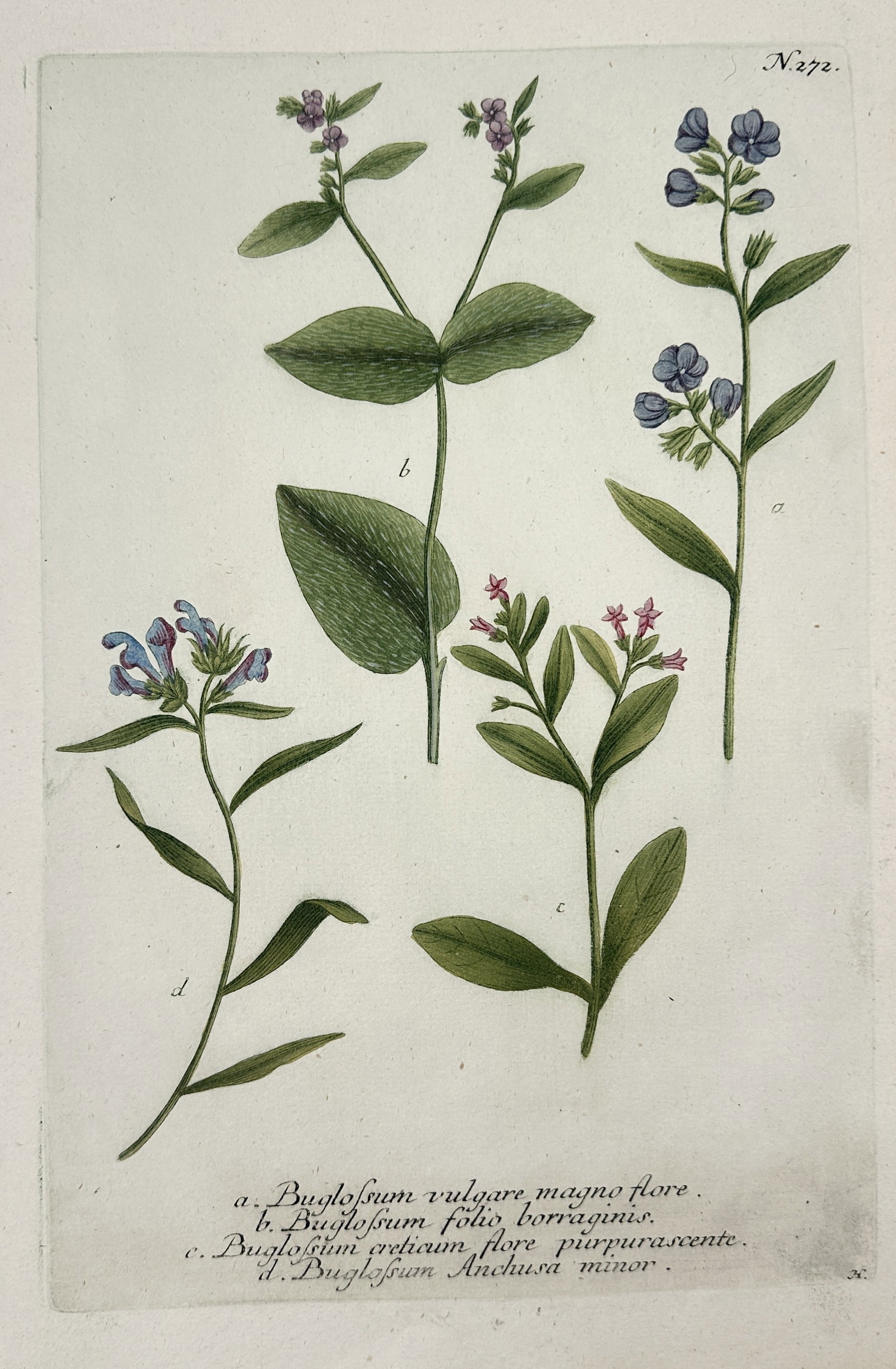 Johann Wilhelm Weinmann – Bugloss – Hand-colored engraving (1737–1745) (1 of 2)
