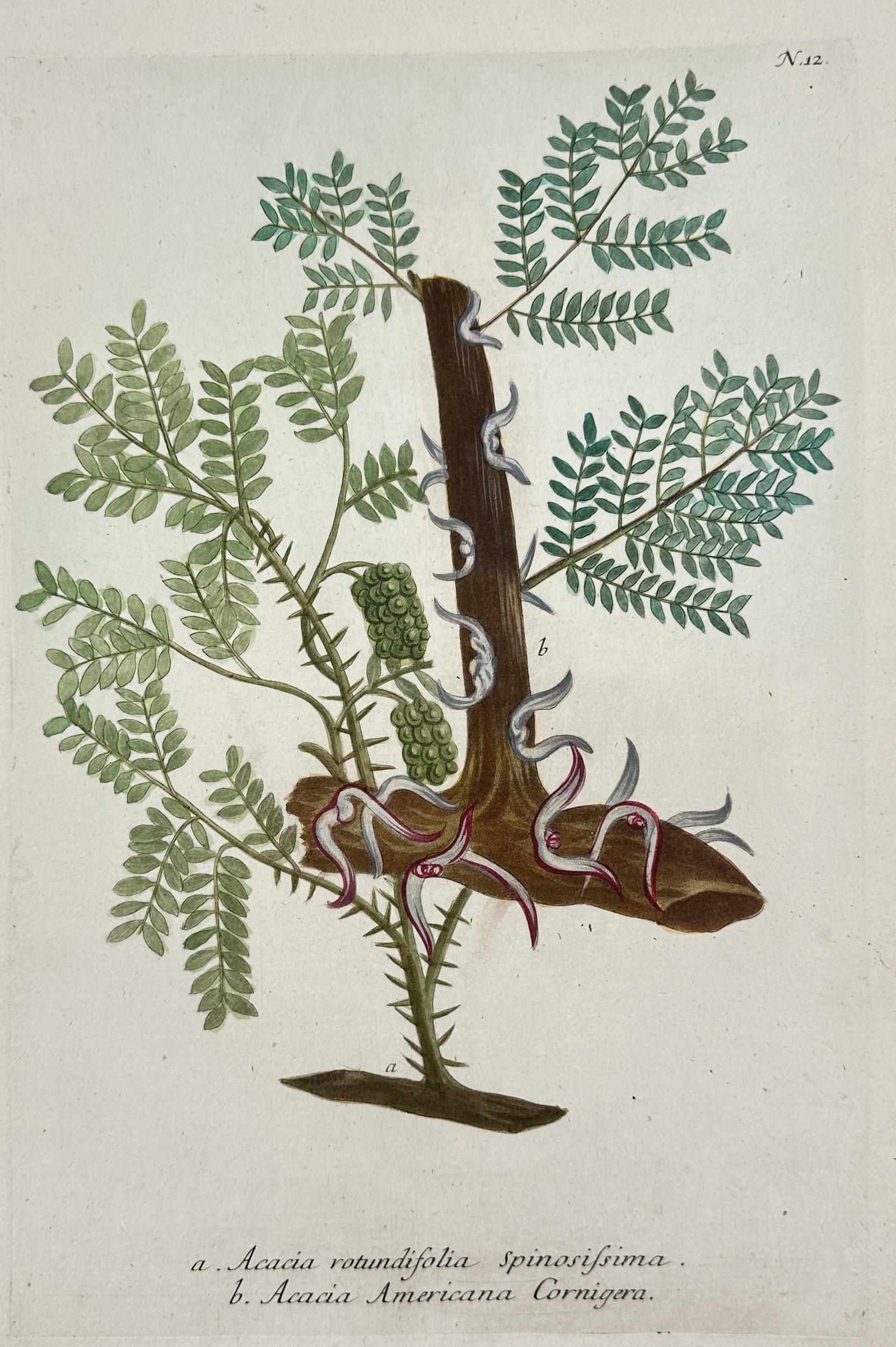 Johann Wilhelm Weinmann – Acacia Rotundifolia and Acacia Americana Cornigera (1 of 2)