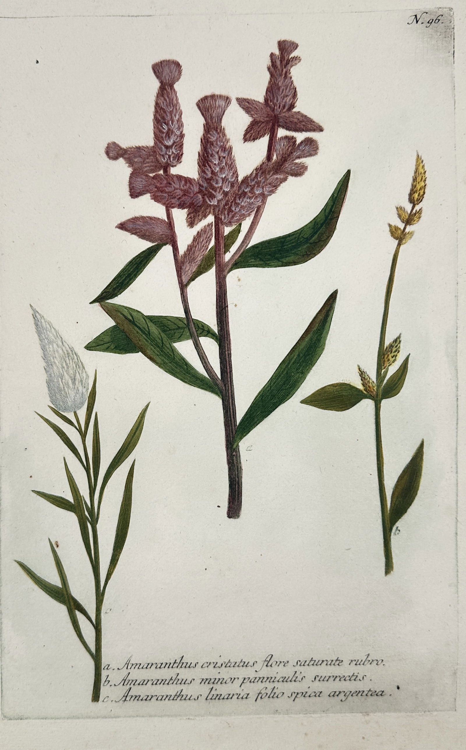 Johann Wilhelm Weinmann – Amaranthus Varieties – Hand-colored engraving (1737–1745) (1 of 2)
