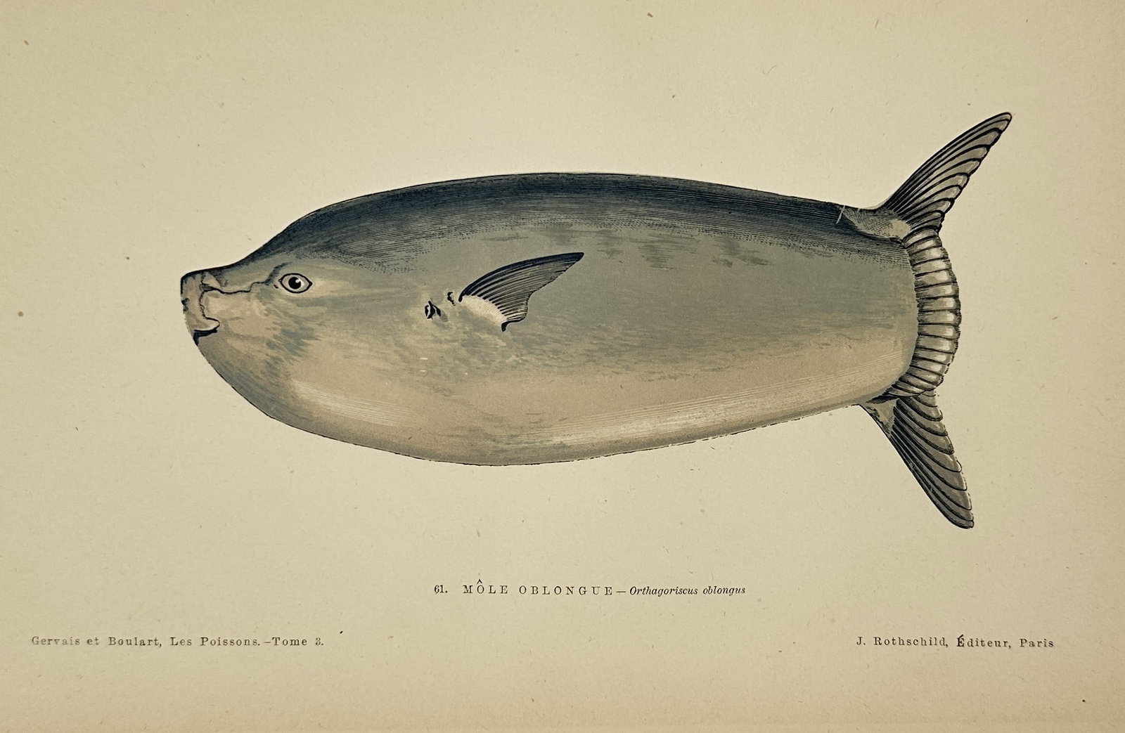 Jules Rothschild – Mole Oblongue – Print (1876–1877): This print presents a detailed ichthyological study of an oblong sunfish, identified by the French title Mole Oblongue and the scientific name Orthagoriscus oblongus. The illustration captures the uni