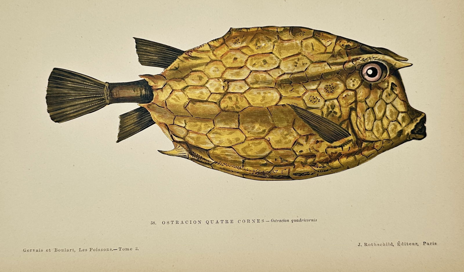 Jules Rothschild – Ostracion Quatre Cornes – Hand-colored Print (1876–1877) (1 of 2)