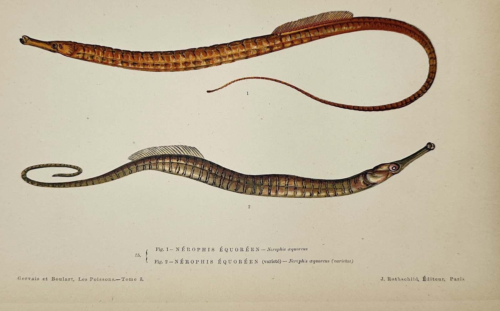 Jules Rothschild – Snake Pipefish – Hand-colored Print (1876–1877): This print presents a detailed ichthyological study of two snake pipefish, identified by the French title Nérophis Équoréen and the scientific name Nerophis aequoreus. The upper illustration shows 