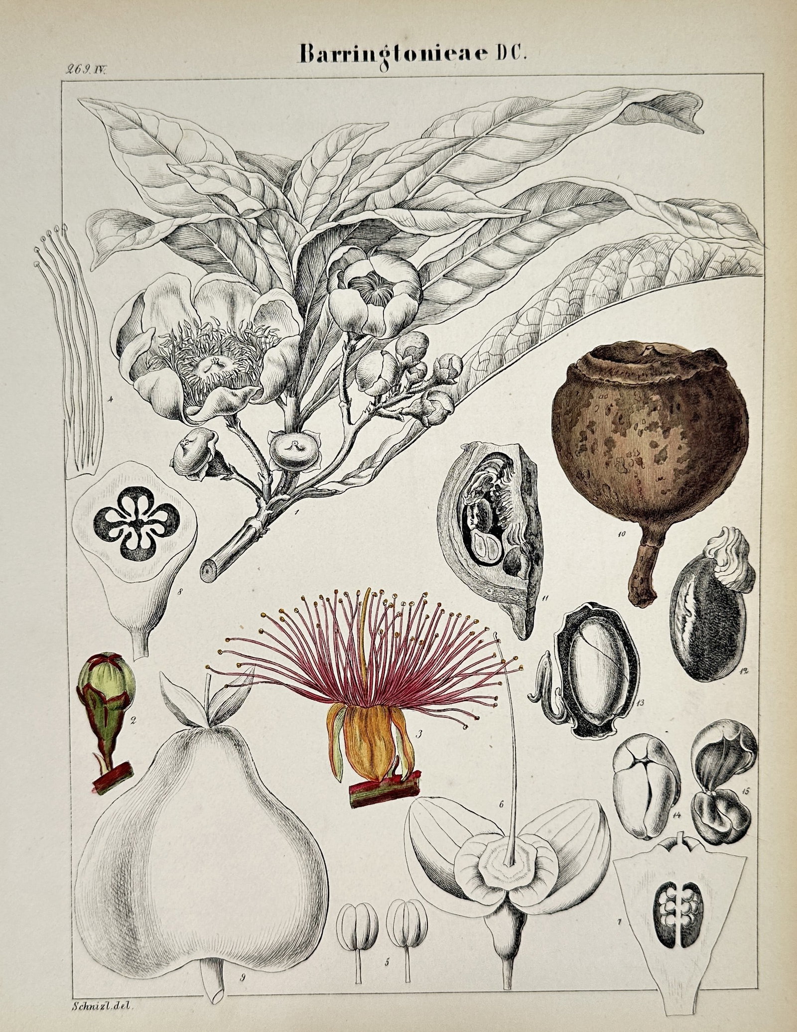 Jacob Sturm (1771–1848) – Pomaceae, Granateae, Lecythideae, and Barringtonieae –: This botanical illustrations provides a detailed scientific study of the Calycantheae, Pomaceae, Granateae, Lecythideae, and Barringtonieae plant families, featuring flowering branches alongside compl