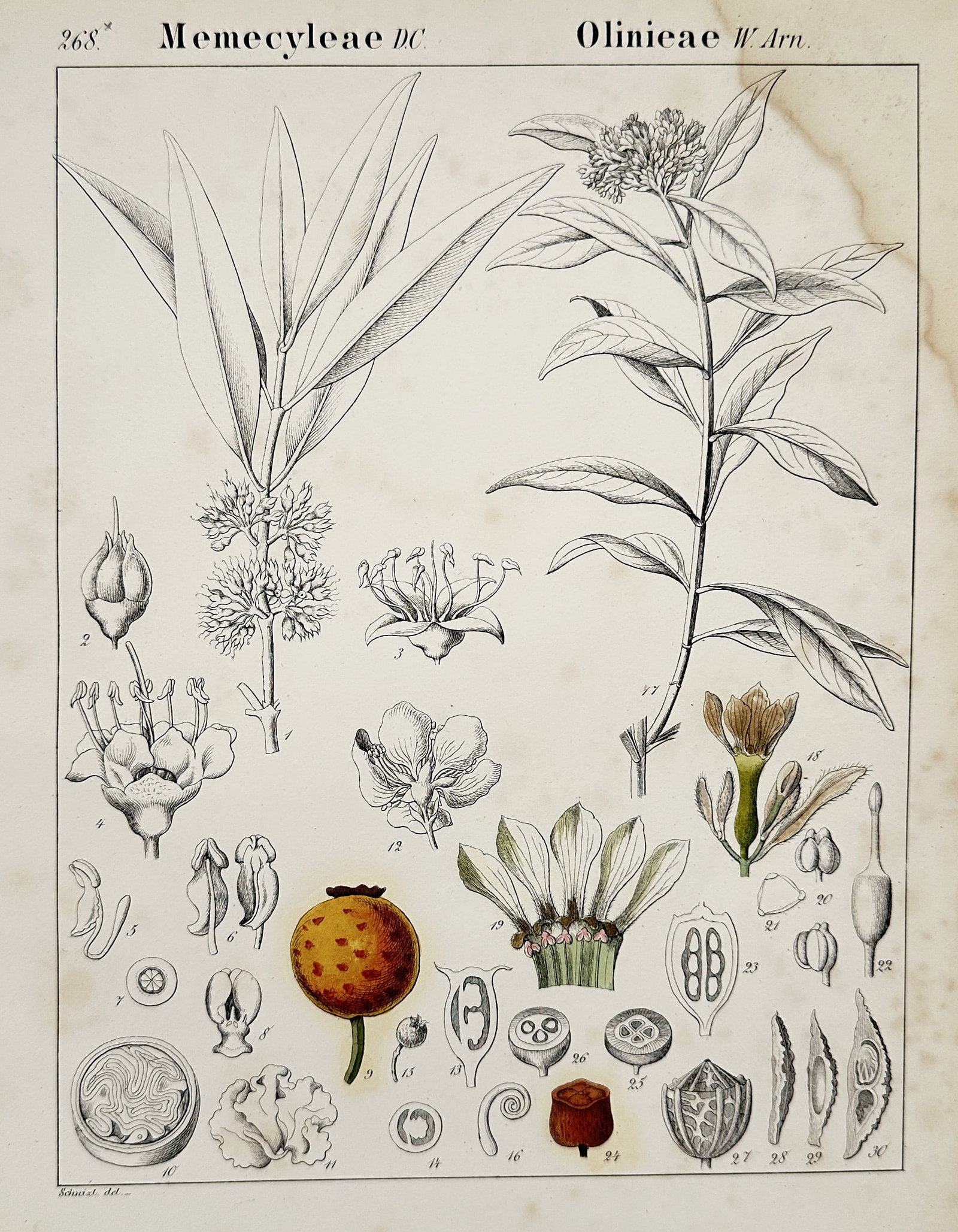 Jacob Sturm (1771–1848) – Botanical Illustration of Melastomataceae – Chromolithograph (c.: This botanical illustration depicts flowering plants belonging to the Melastomataceae family, featuring detailed scientific renderings of the blossoms and foliage alongside various anatomical dissecti