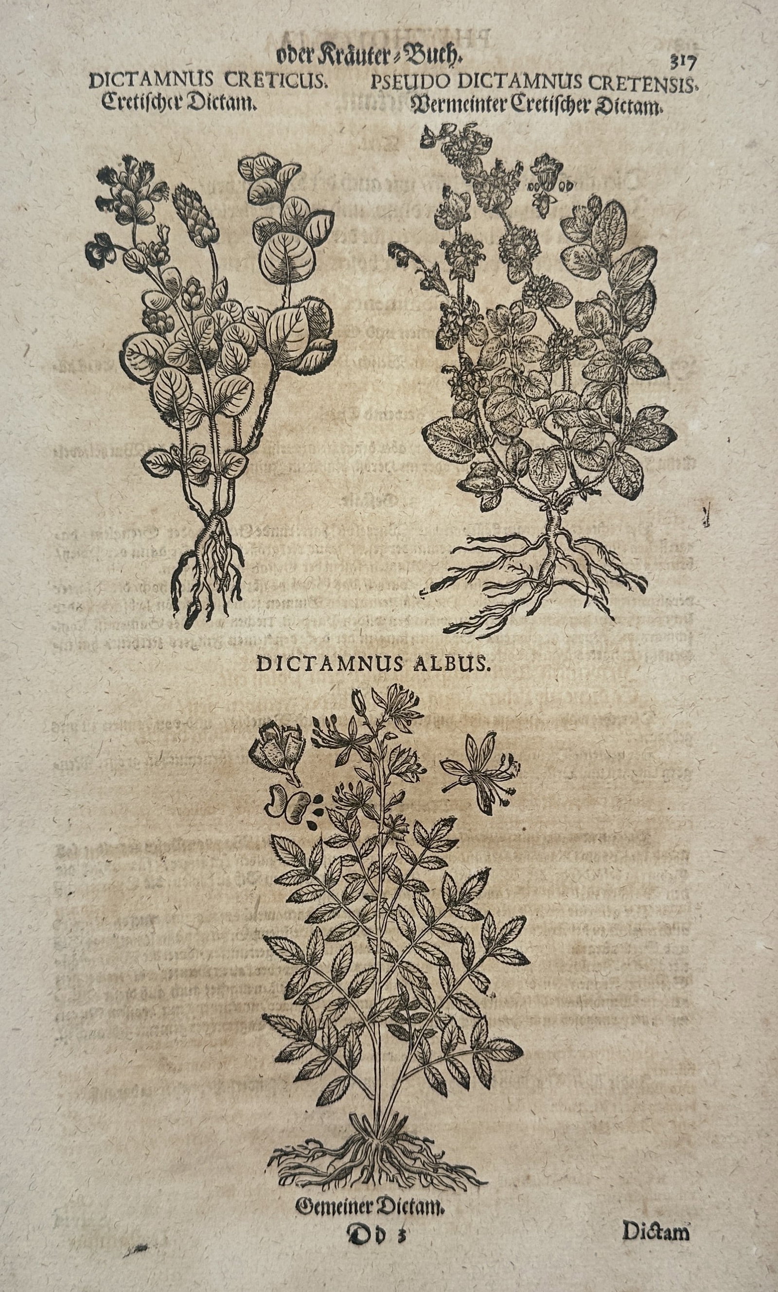 Pietro Andrea Mattioli (1501–1578) – Dictamnus and Dictamnus Albus – Woodcut (1590) (1 of 2)