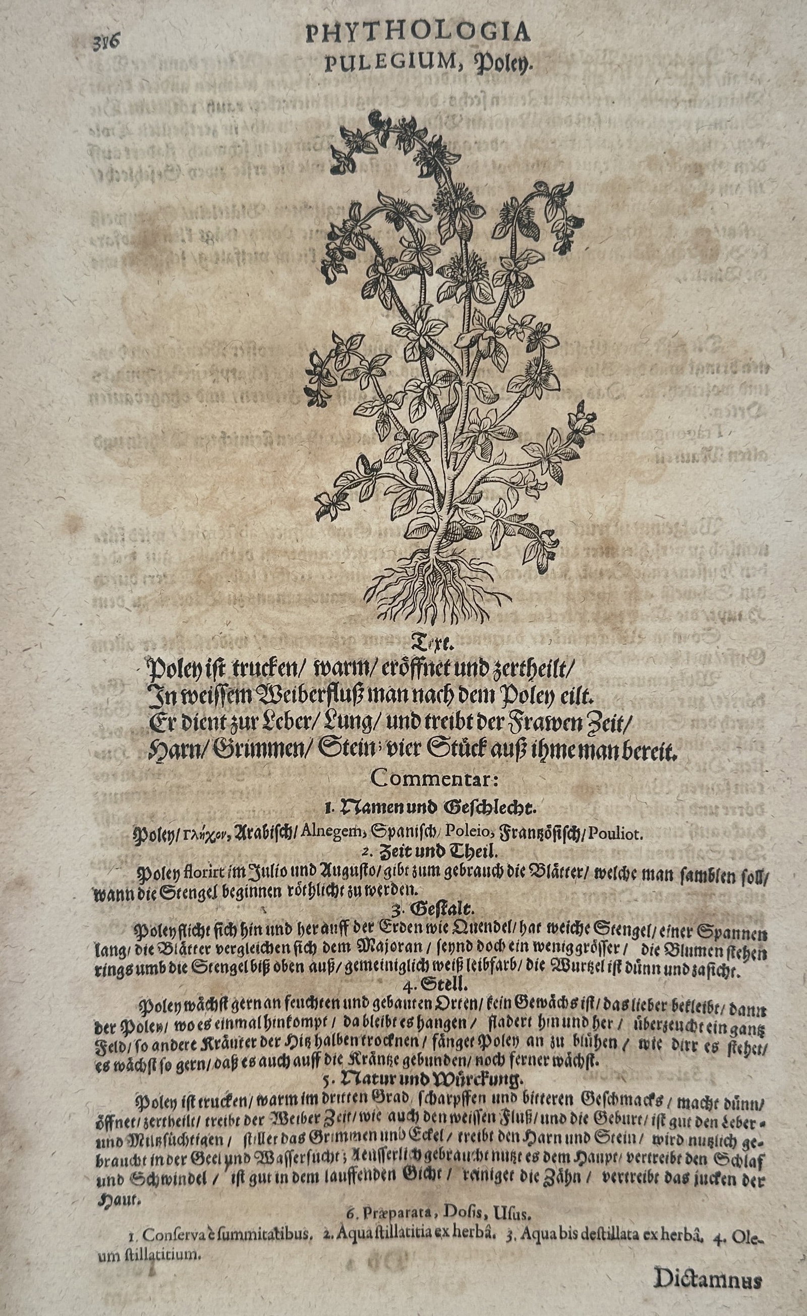 Pietro Andrea Mattioli (1501–1578) – Pulegium, Poley – Woodcut (1590) (1 of 2)
