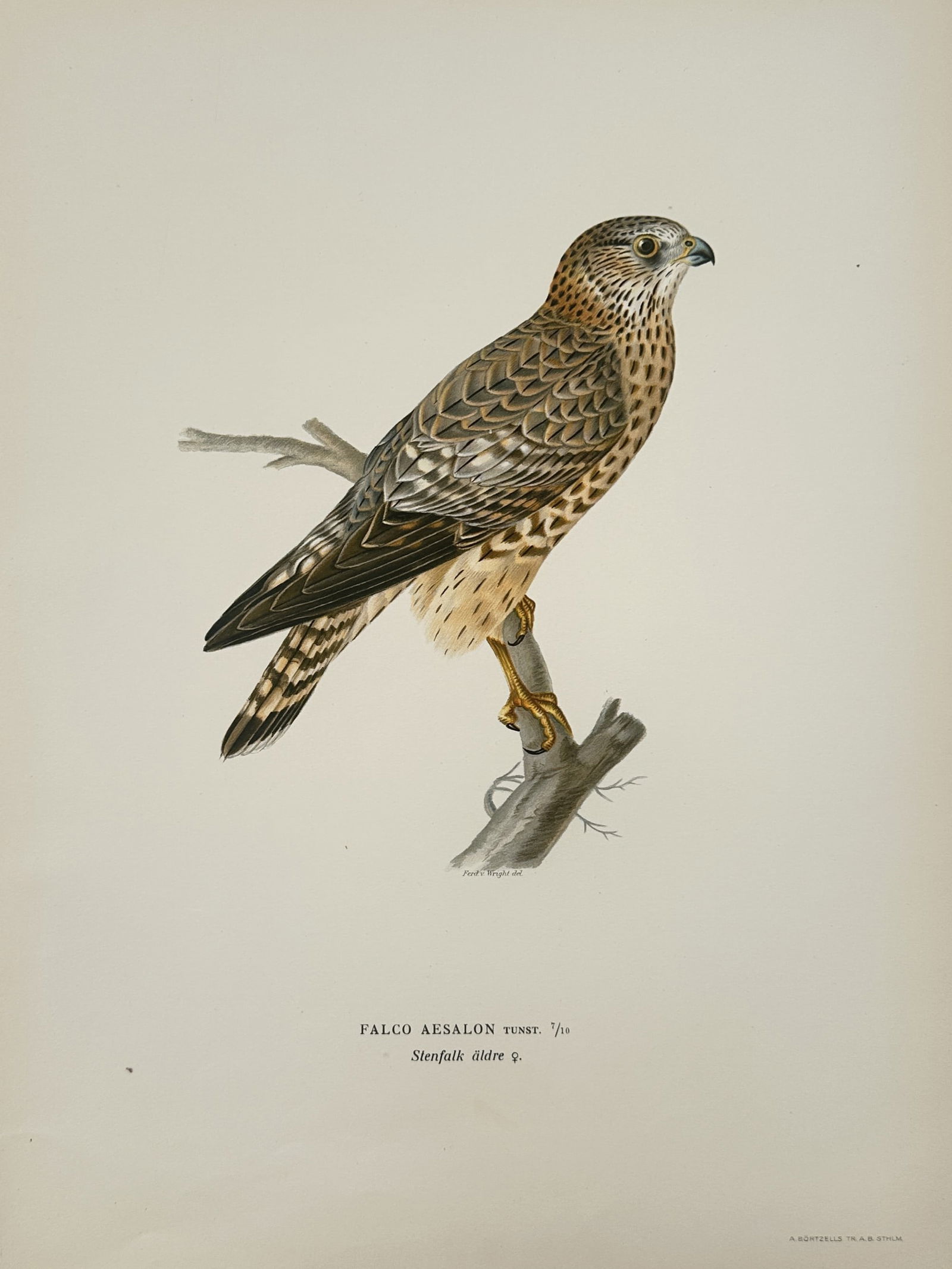 Magnus von Wright (1805–1867) – Merlin – Illustration (1920s) (1 of 2)