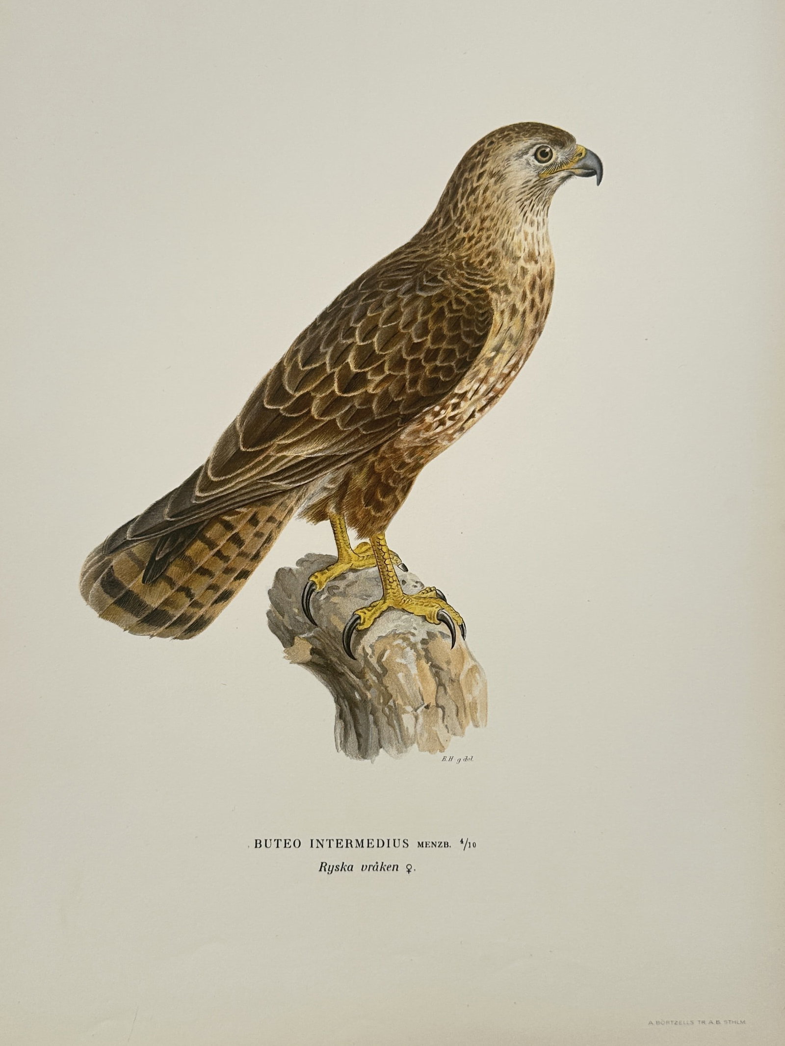 Magnus von Wright (1805–1867) – Steppe Buzzard – Illustration (1920s) (1 of 2)