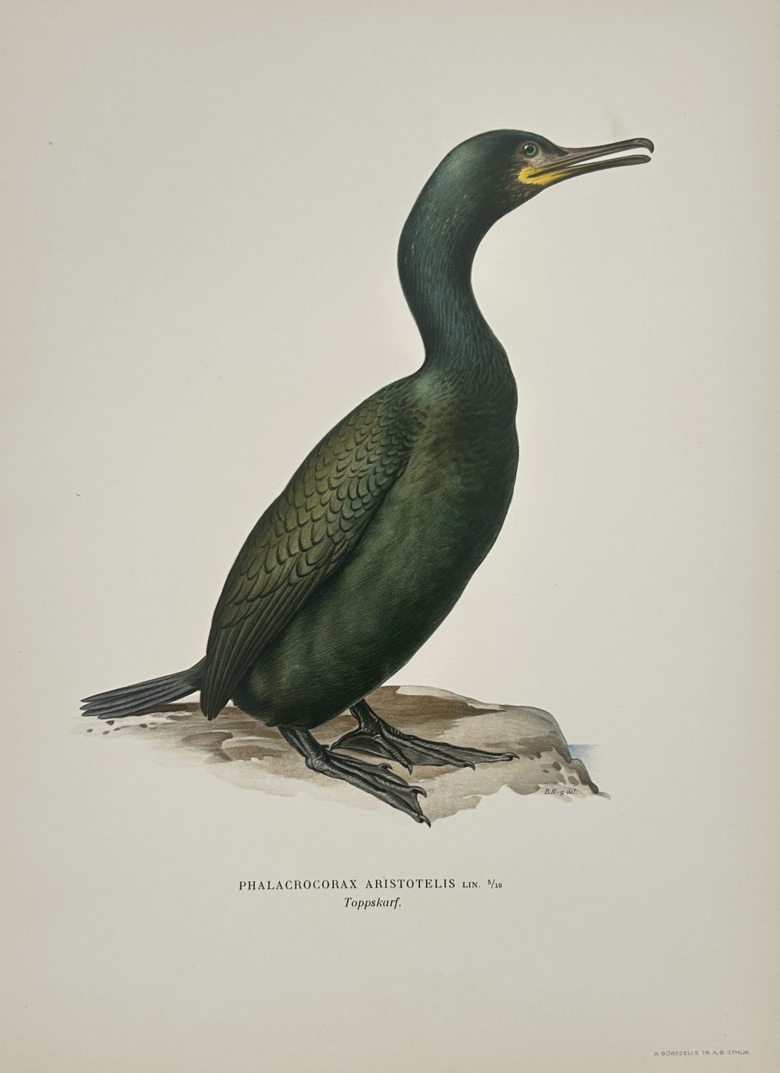 Magnus von Wright (1805–1867) – European Shag – Illustration (1920s) (1 of 2)
