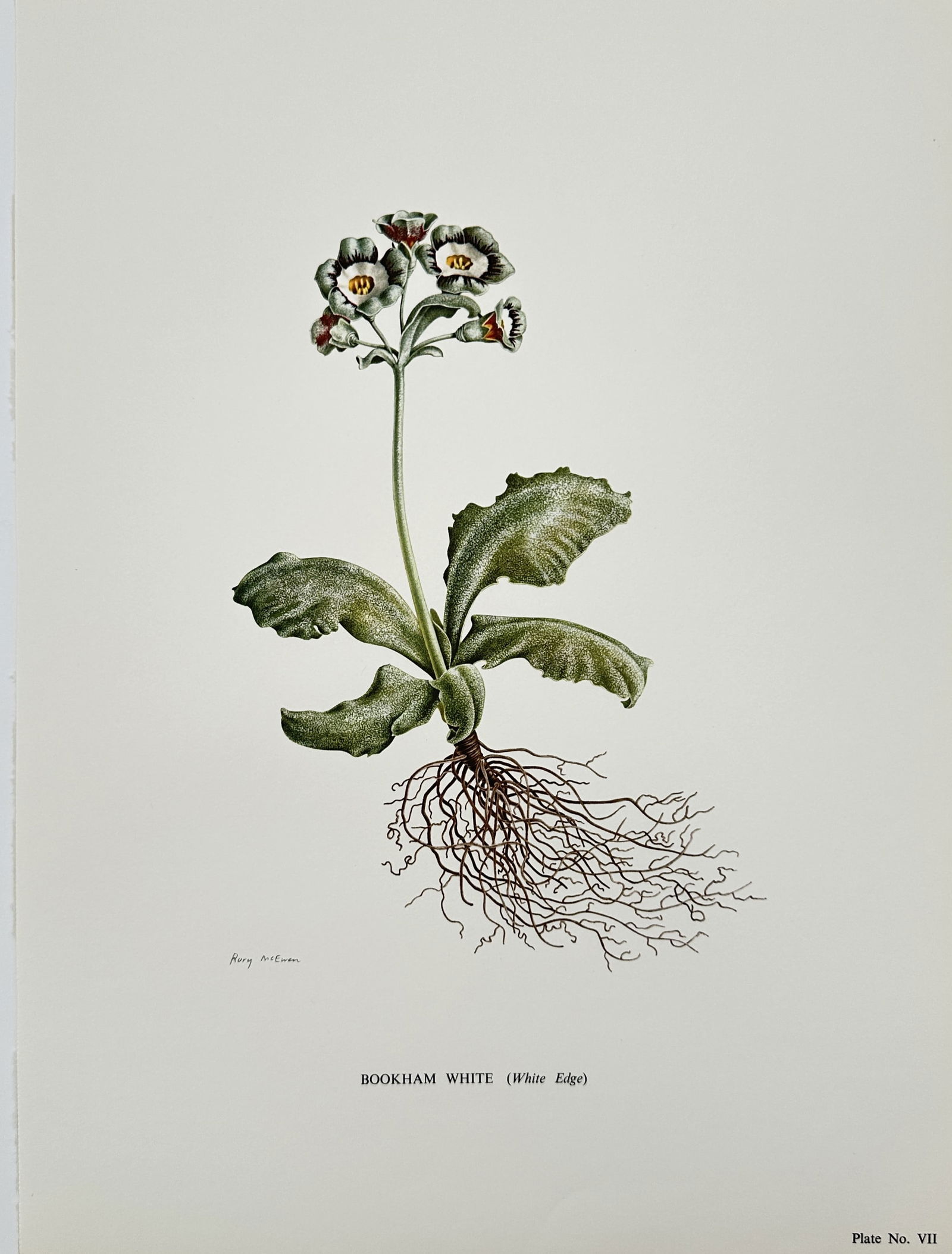 Rory McEwen (1932–1982), after – Bookham White (White Edge) – Offset print (20th Century) (1 of 2)