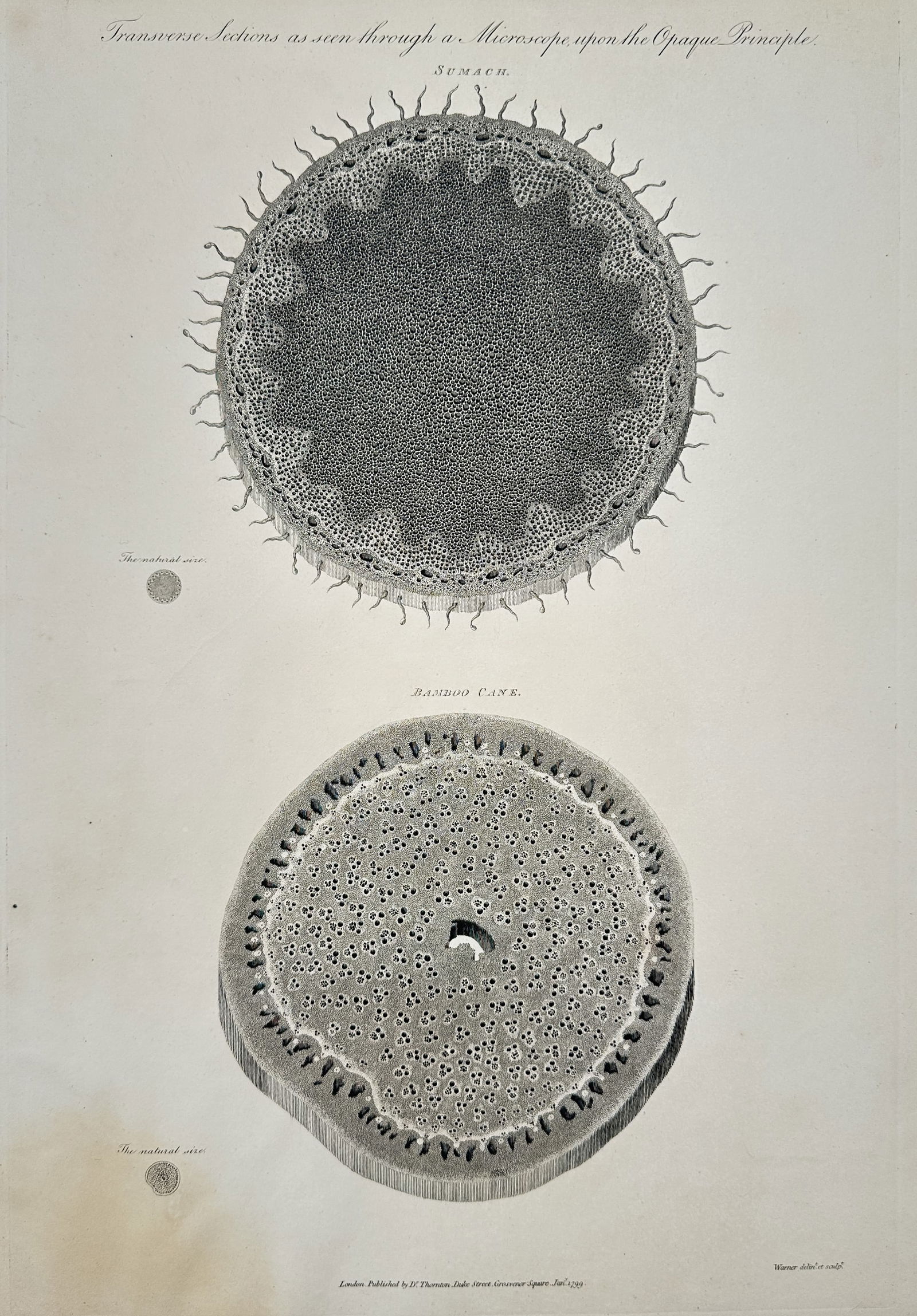 Robert John Thornton – Transverse Sections of Sumach and Bamboo Cane – Engraving (1799) (1 of 2)