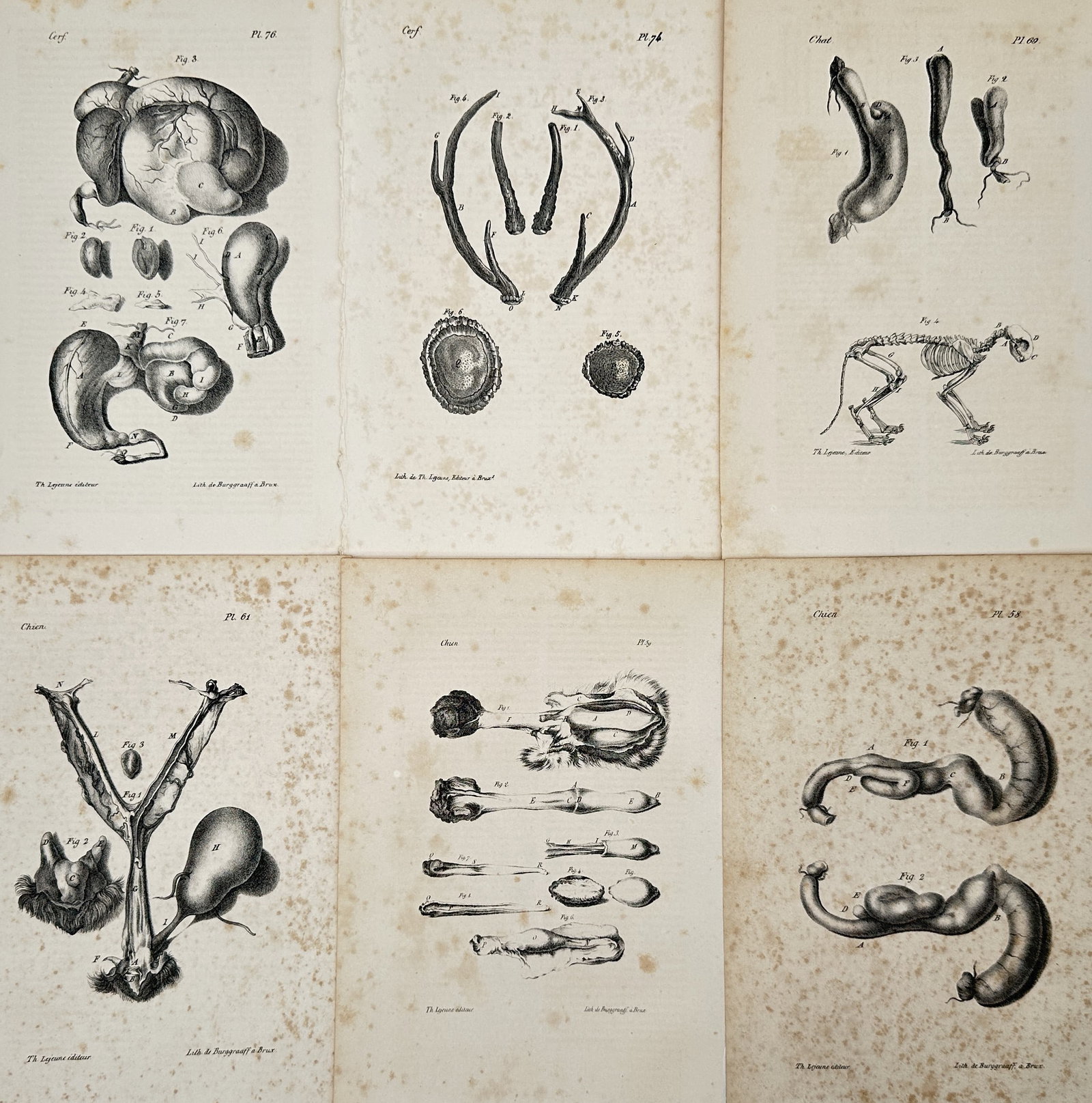 Georges-Louis Leclerc, Comte de Buffon – Set of 6: Comparative Studies of Animals – Engraving (1 of 2)