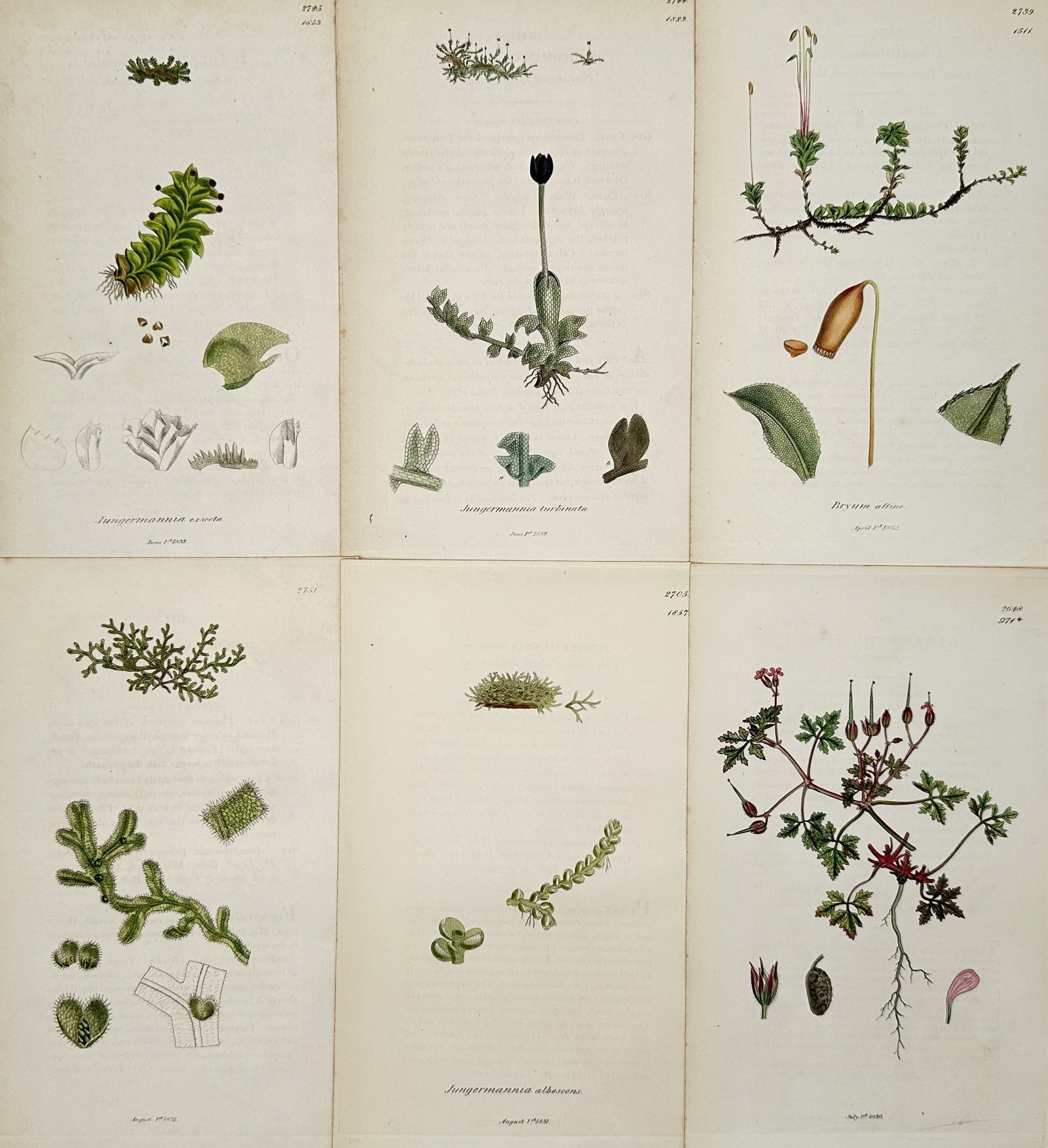 James Sowerby – Set of 6: Botanical Studies of Liverworts and Wildflowers – Engraving (19th: This set of six hand-colored engravings features detailed botanical studies of diverse British flora, including various species of liverworts such as Jungermannia and flowering plants like the cranesb
