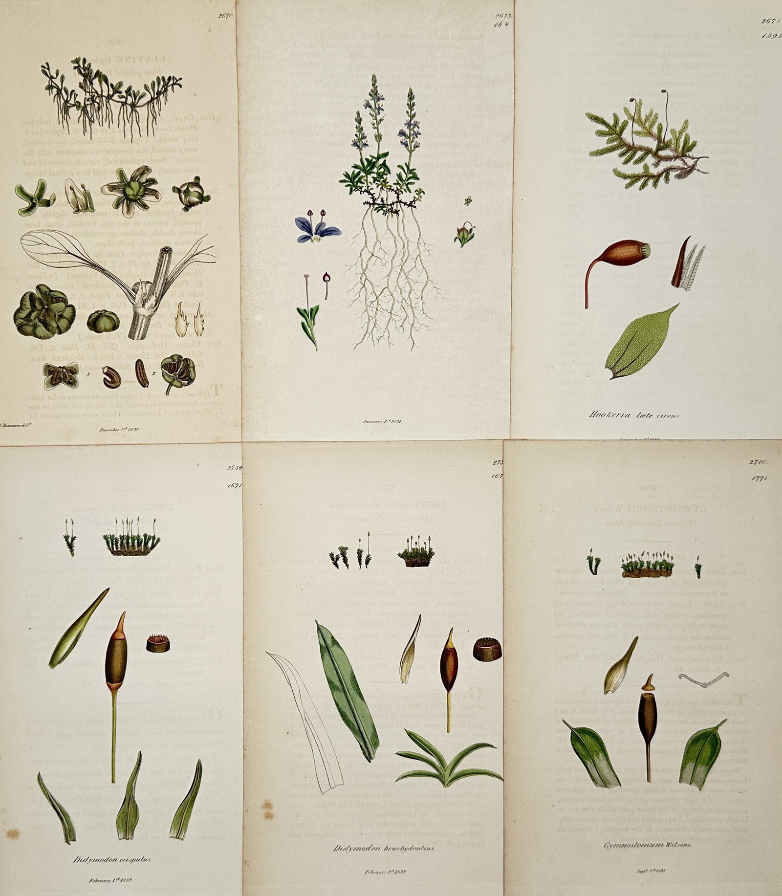 James Sowerby – Set of 6: Botanical Studies of Flowering Plants and Mosses – Hand-colored (1 of 2)