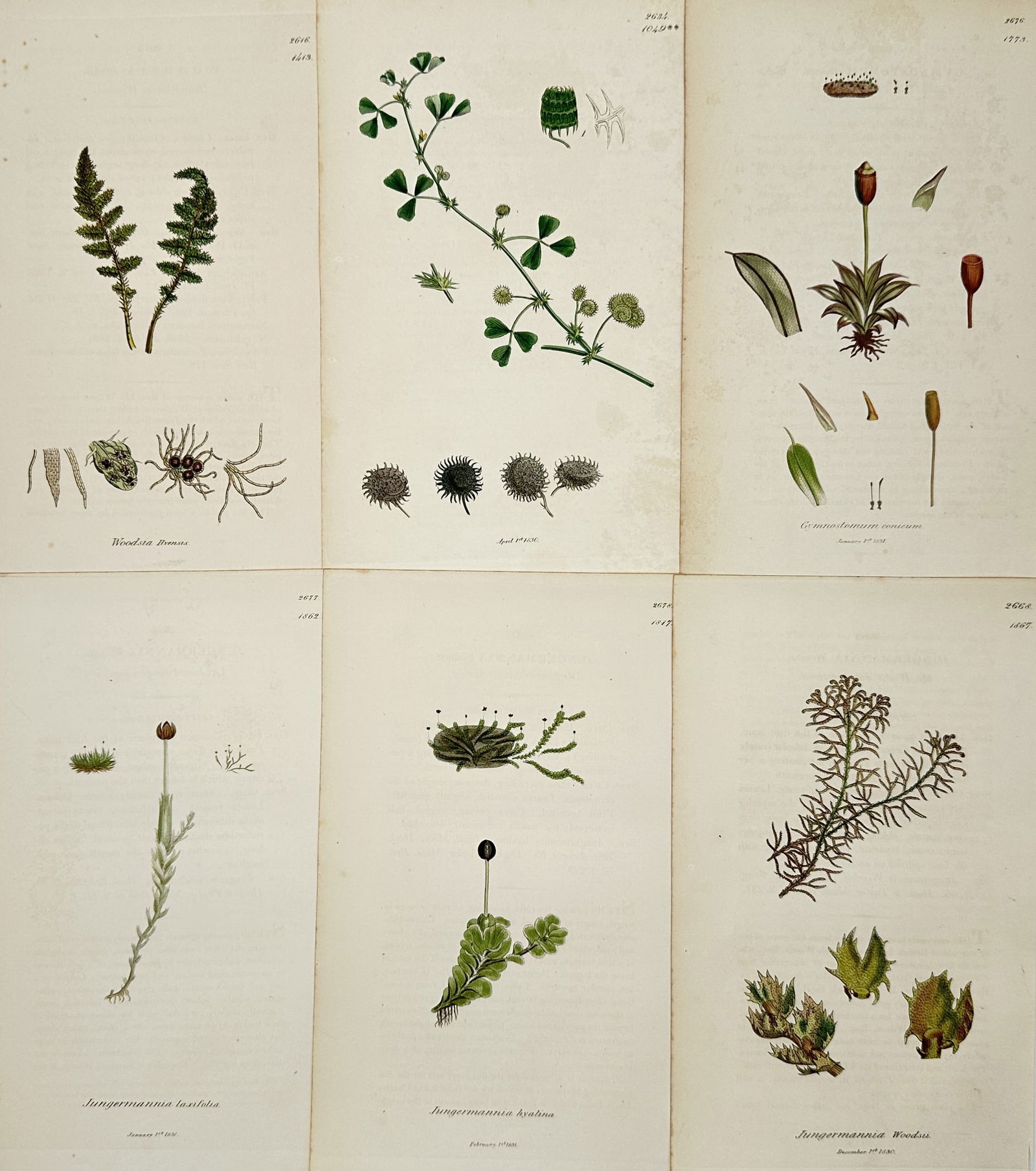 James Sowerby – Set of 6: Botanical Studies of Liverworts and Ferns – Hand-colored engraving (1 of 2)