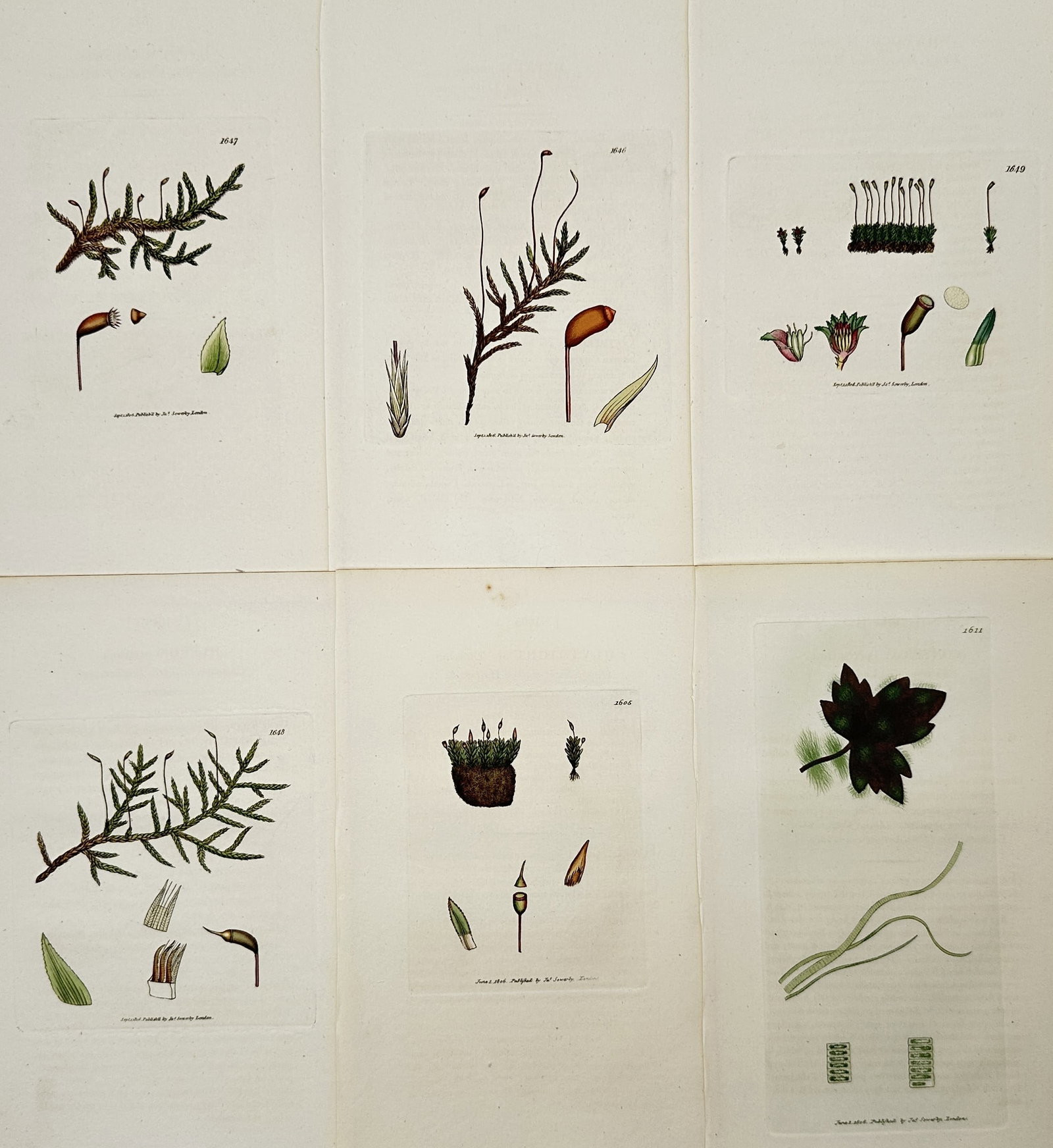James Sowerby – Set of 6: Botanical Studies of Grimmia and Splachnum – Hand-colored engraving (1 of 2)
