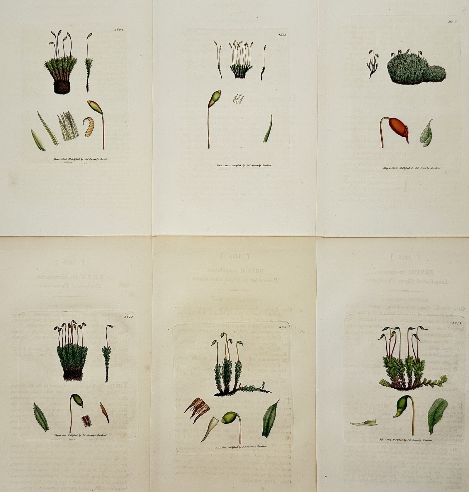 James Sowerby – Set of 6: Botanical Studies of Thread-mosses – Hand-colored engraving (19th (1 of 2)
