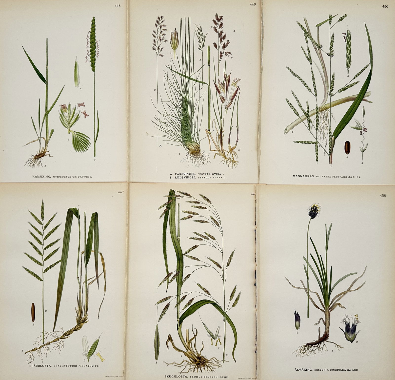 Carl Lindman – Set of 6: Botanical Studies of Nordic Grasses – Hand-colored engraving (19th (1 of 2)
