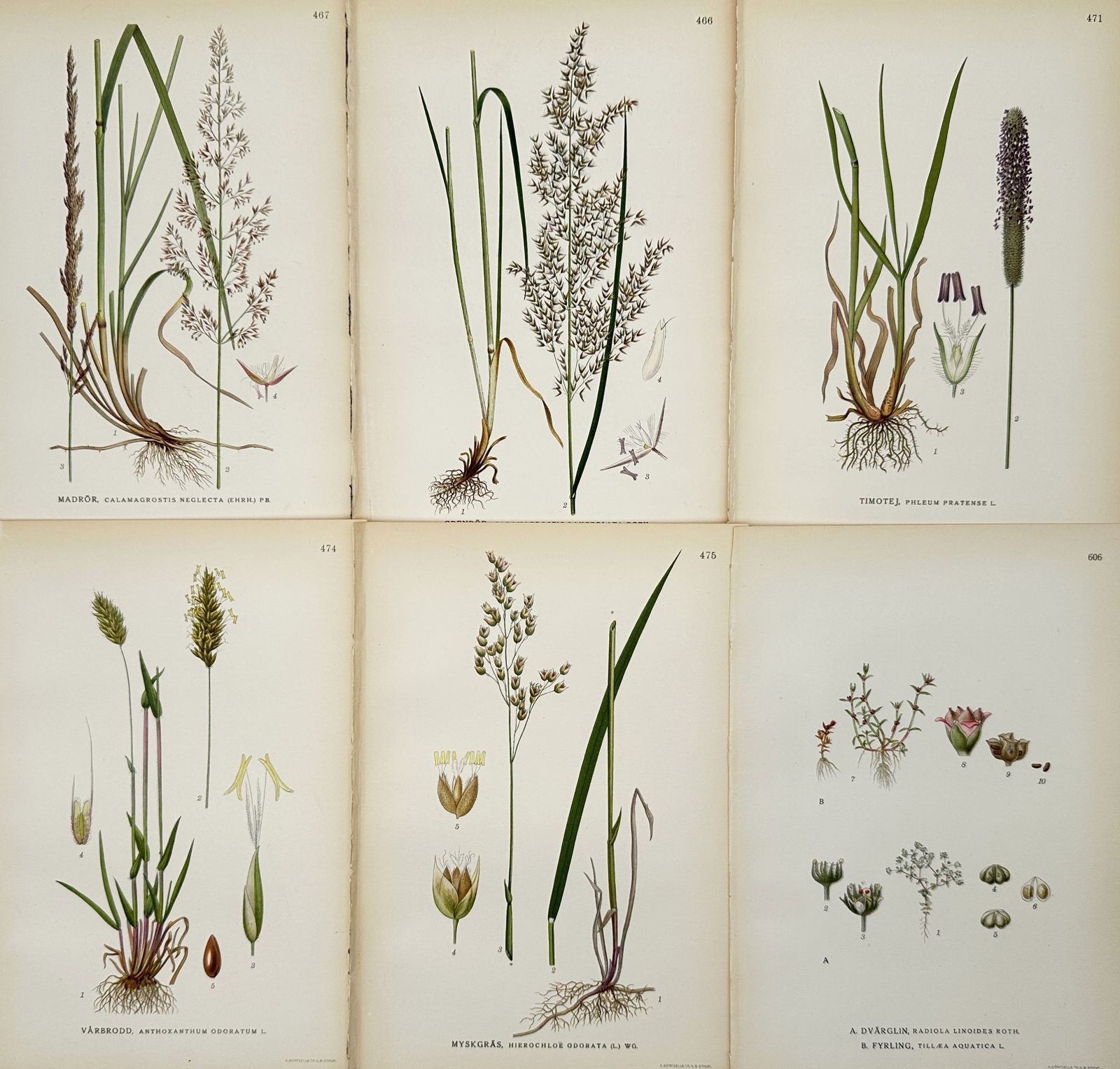 Carl Lindman – Set of 6: Botanical Studies of Meadow Grasses – Hand-colored engraving (19th (1 of 2)